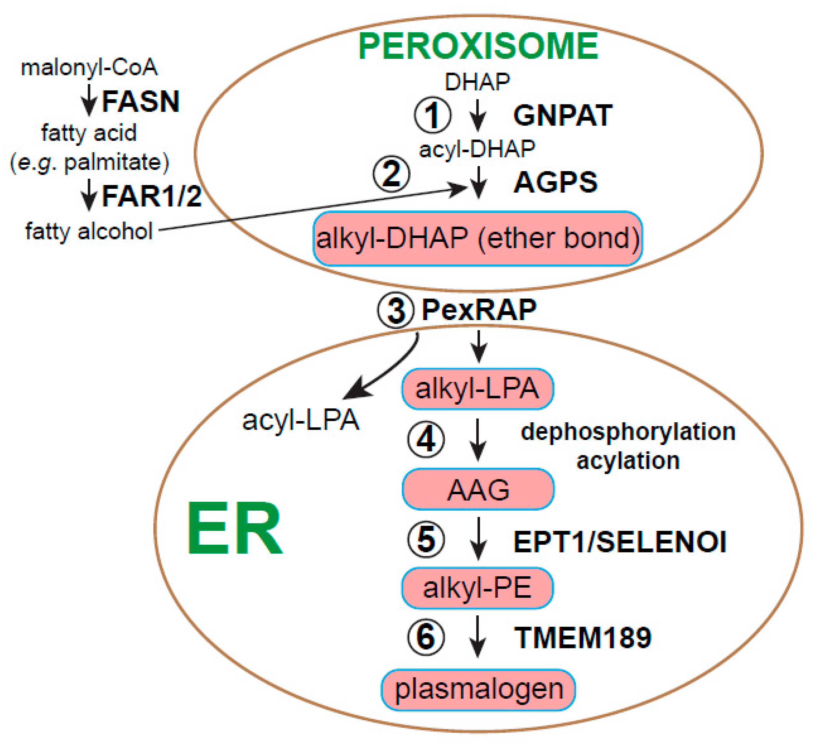 Metabolites 11 00041 g002