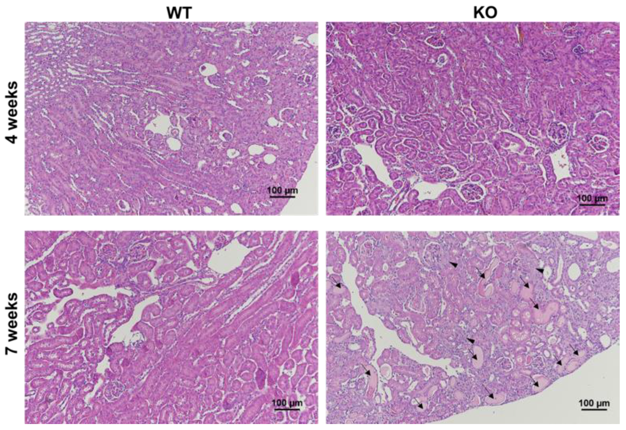 Metabolites 11 00222 g001