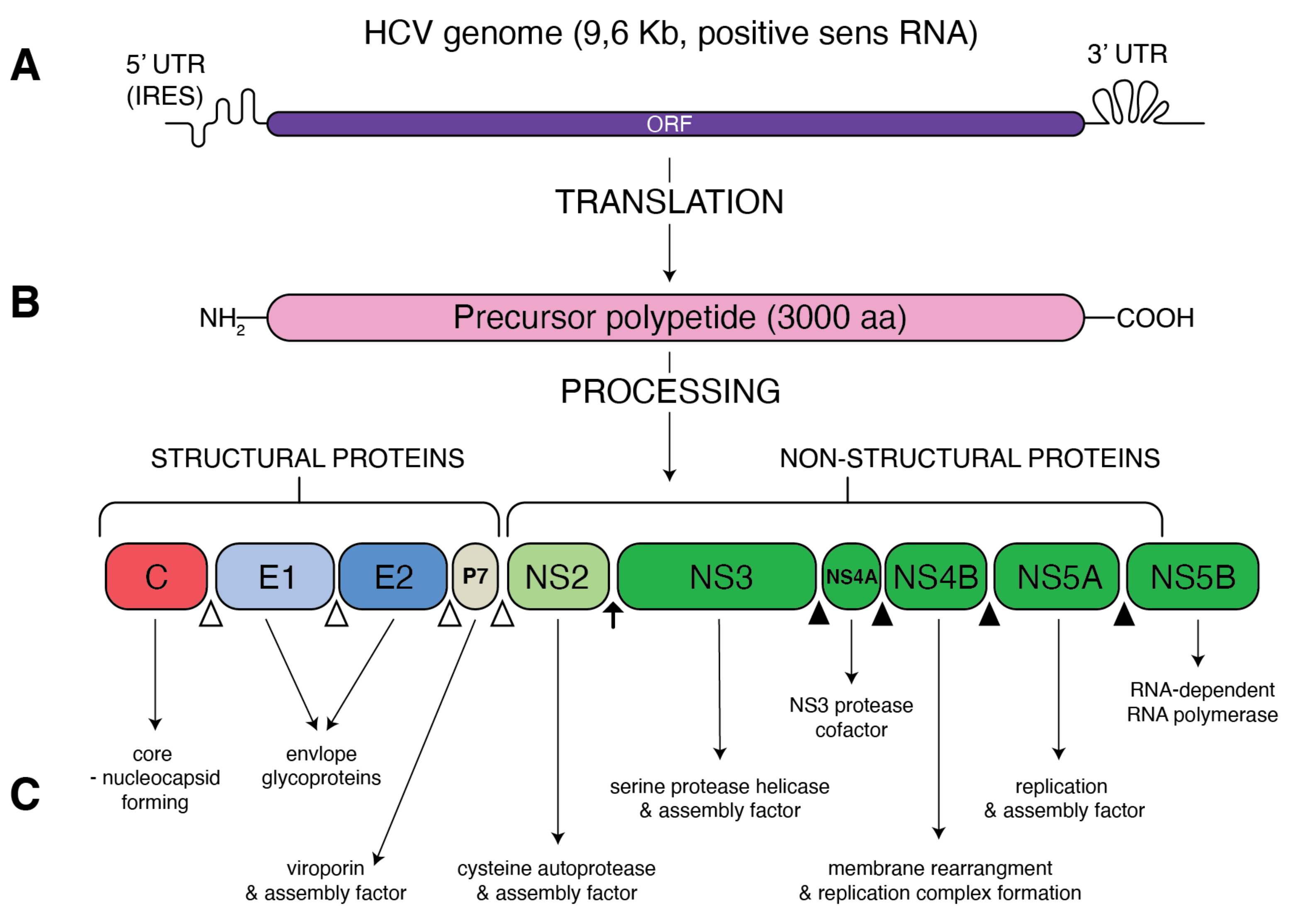 Metabolites 11 00273 g001