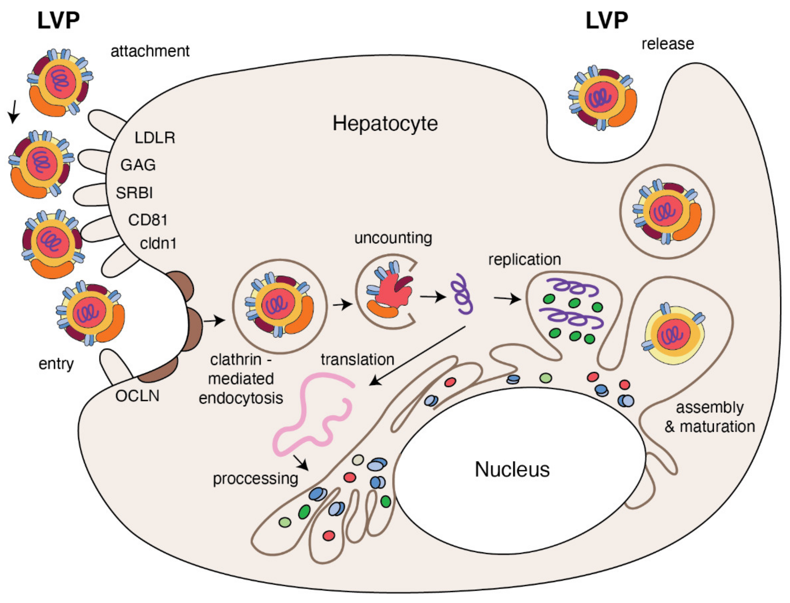 Metabolites 11 00273 g003