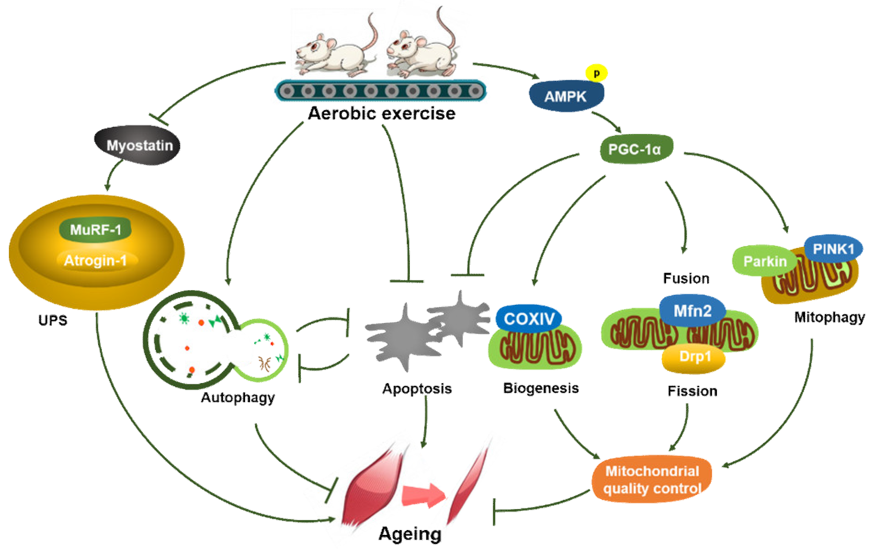 Metabolites 11 00323 g007 Metabolites 11 00323 g007