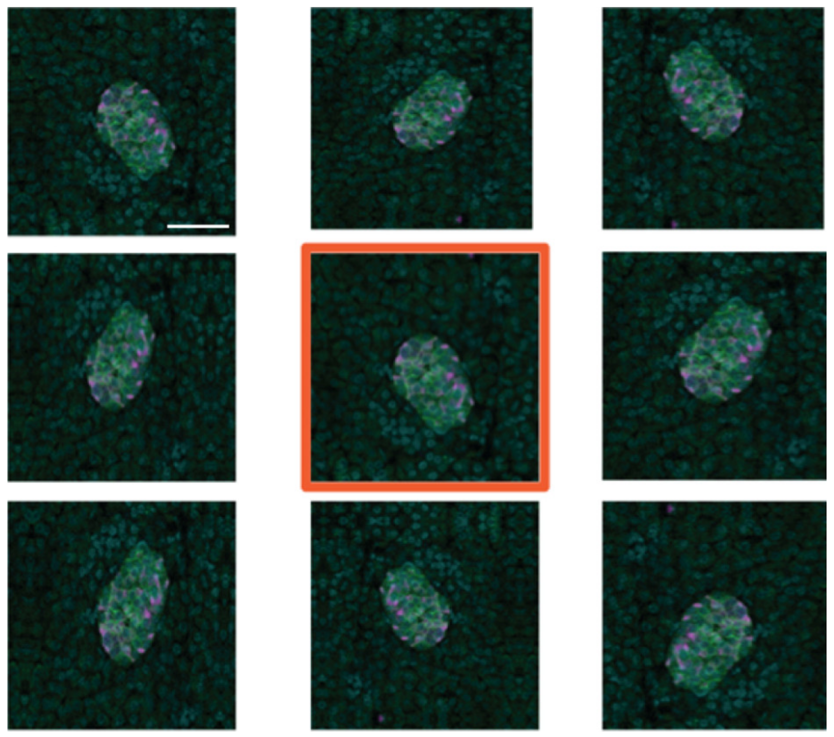 Metabolites 11 00363 g006