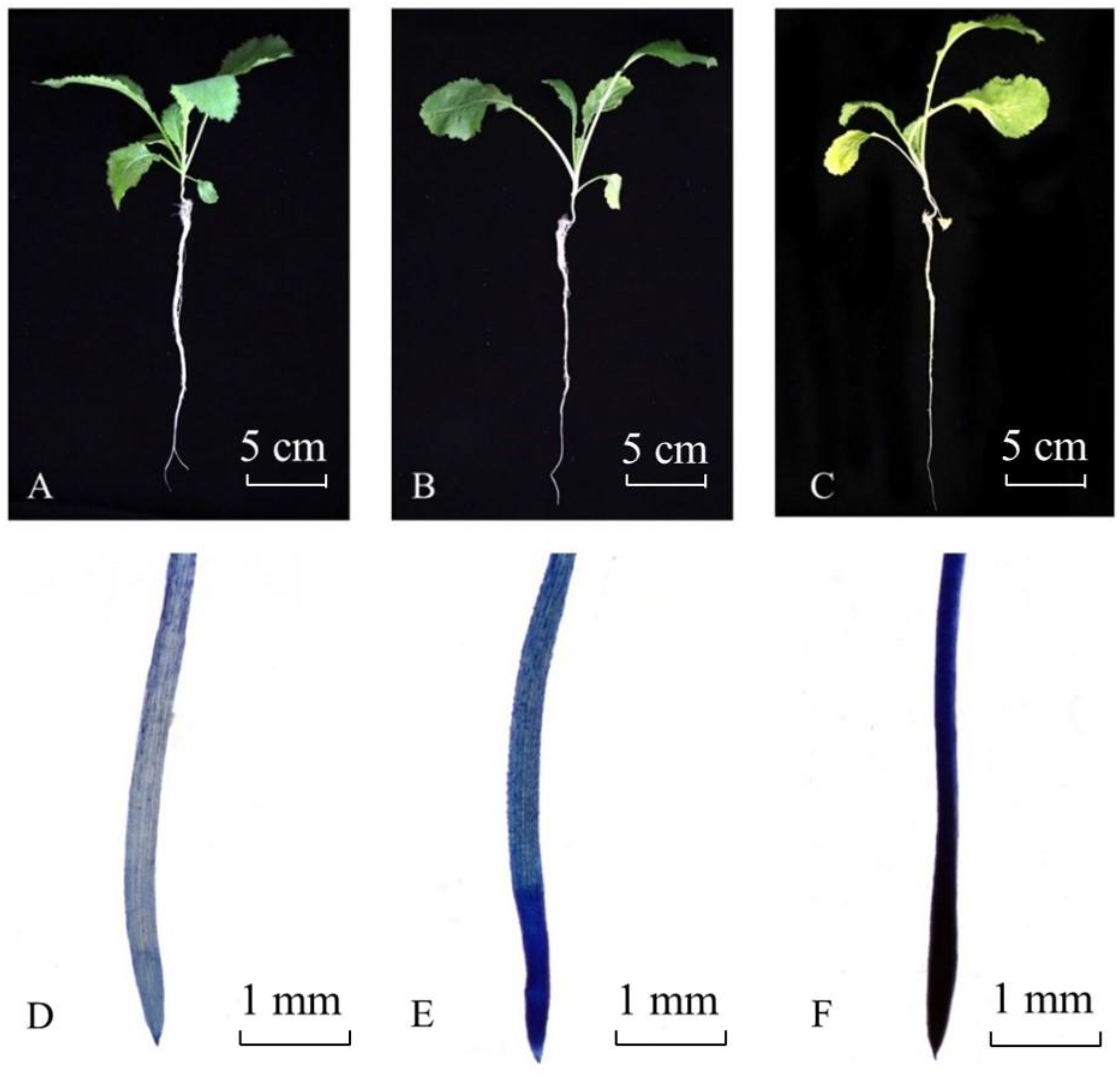 Metabolites 11 00383 g004