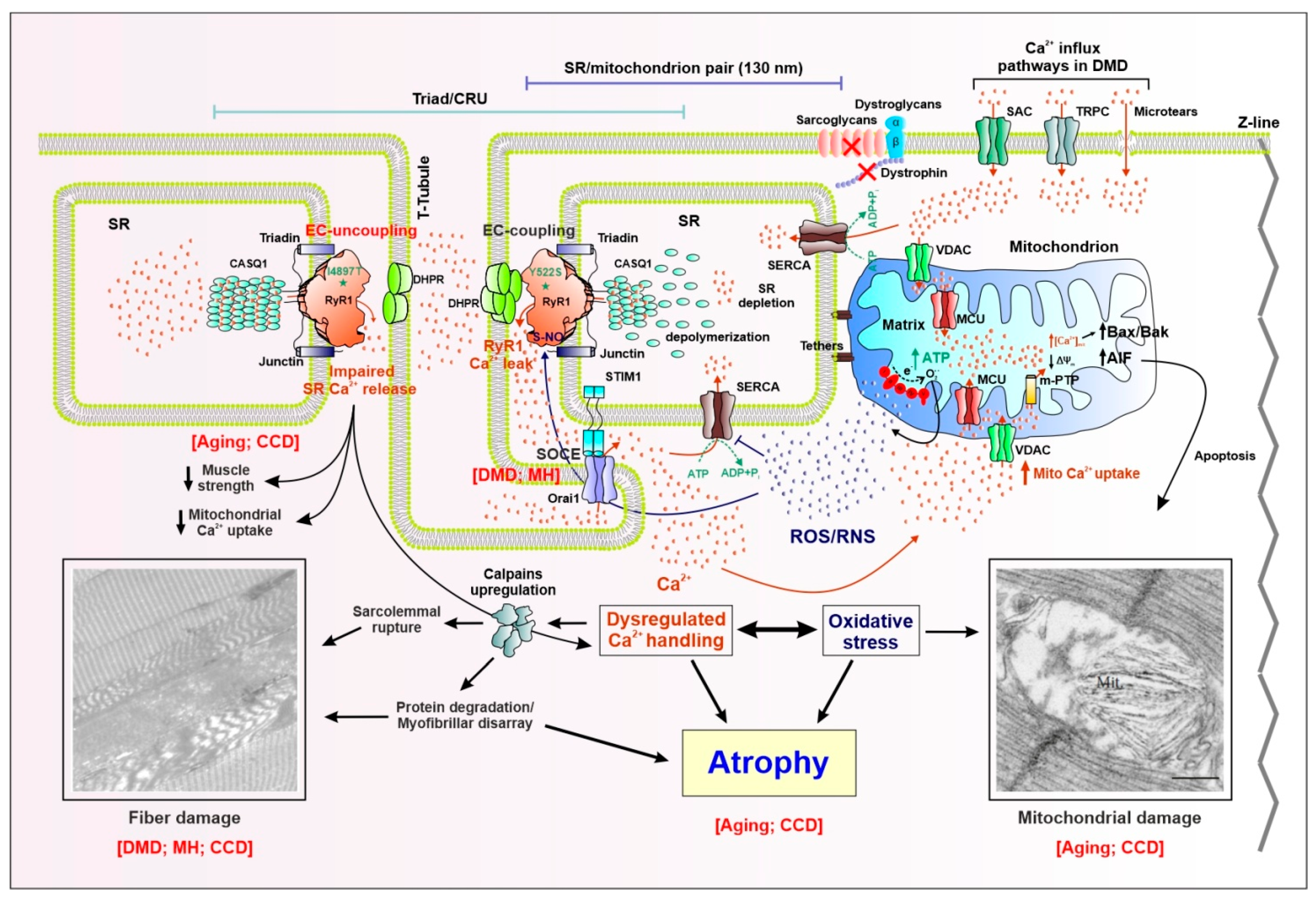 Metabolites 11 00424 g001 Metabolites 11 00424 g001