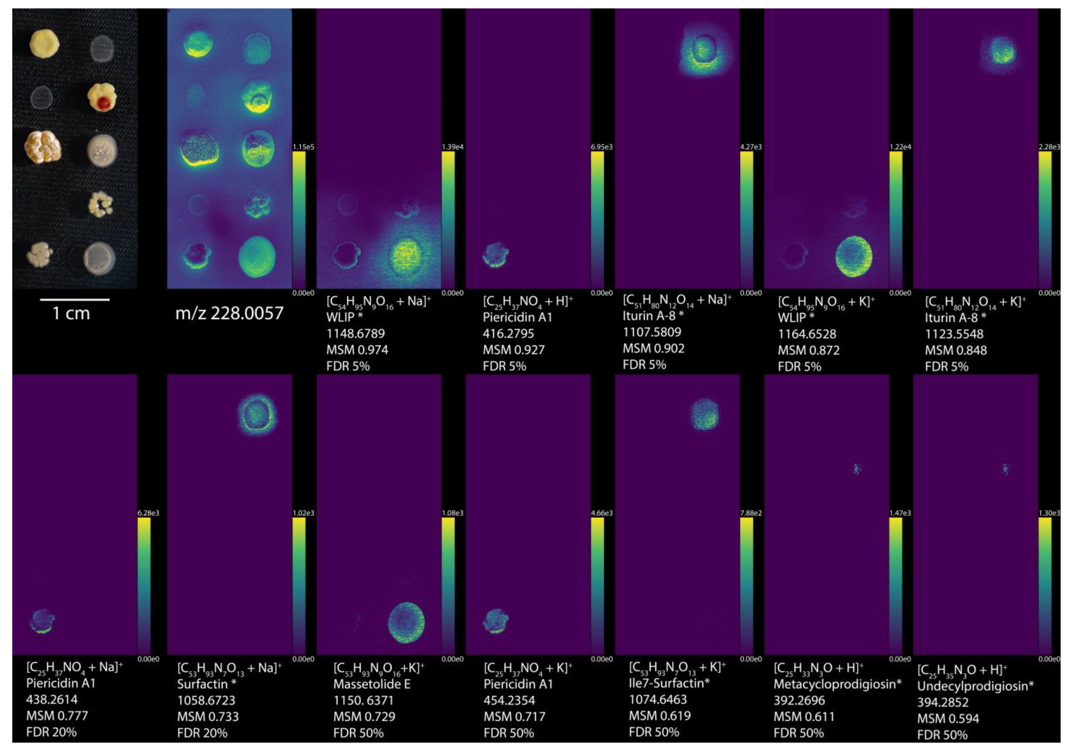 Metabolites 11 00477 g002