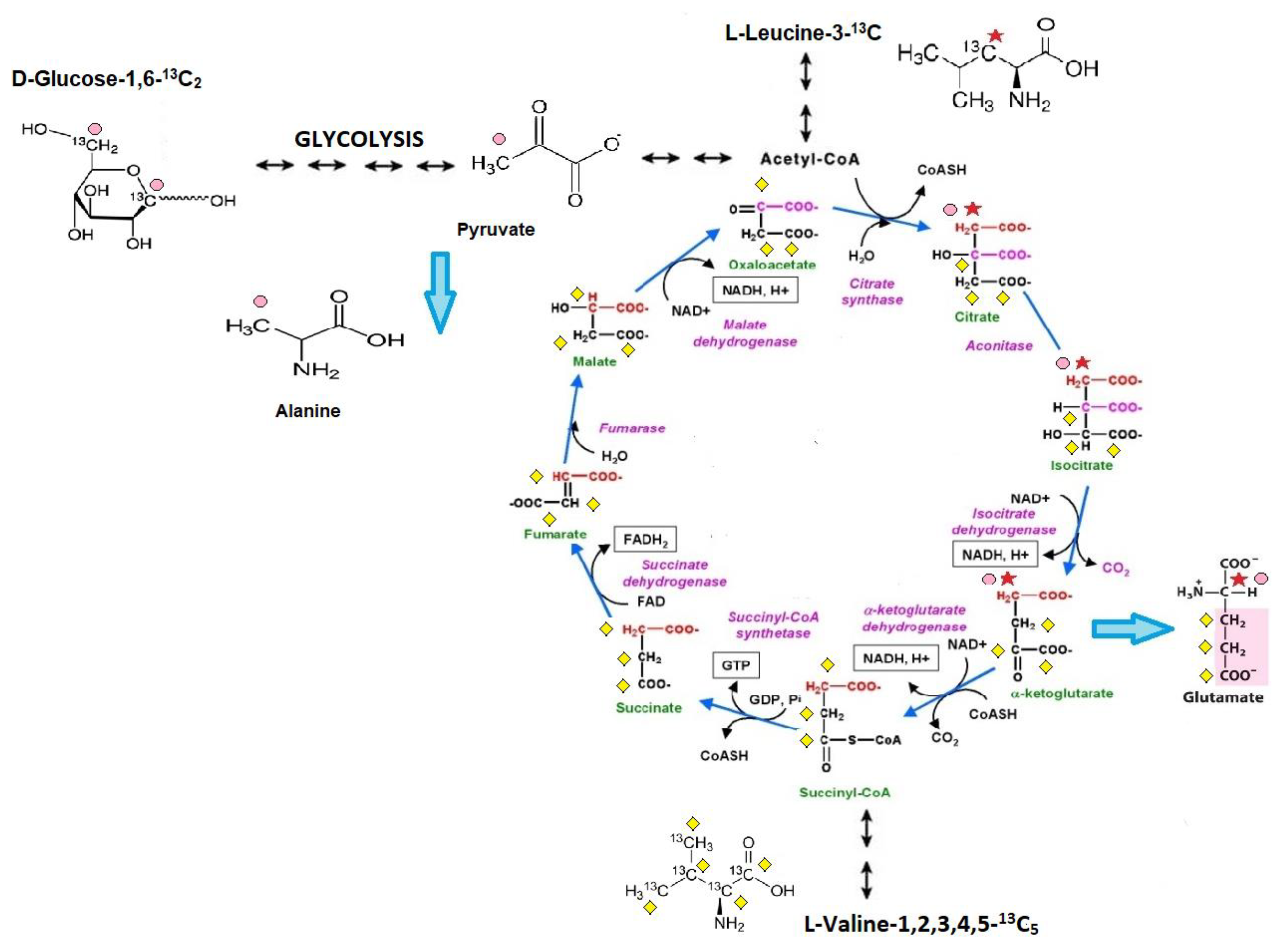 Metabolites 11 00497 g006 Metabolites 11 00497 g006