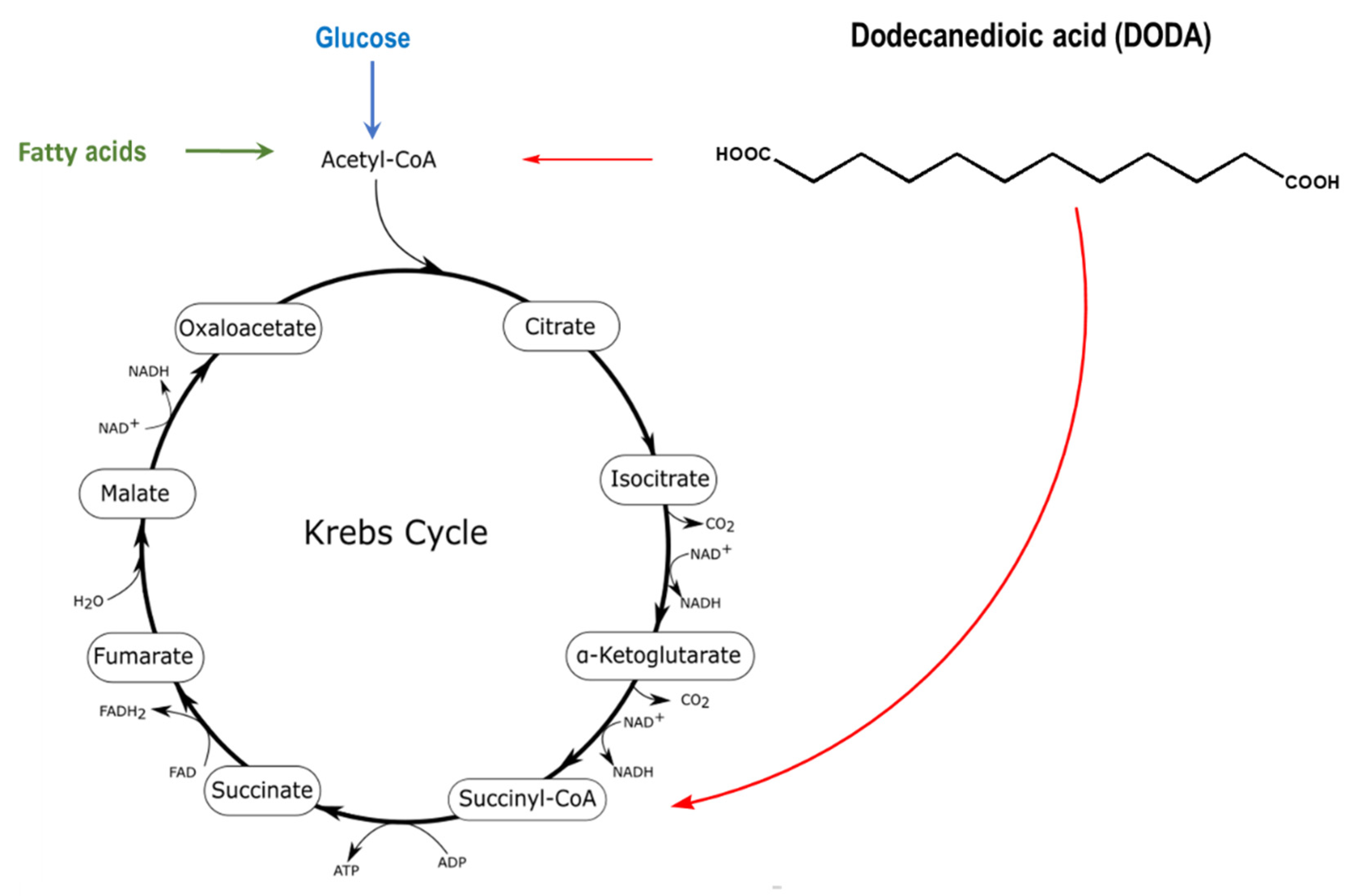 Metabolites 11 00538 g001