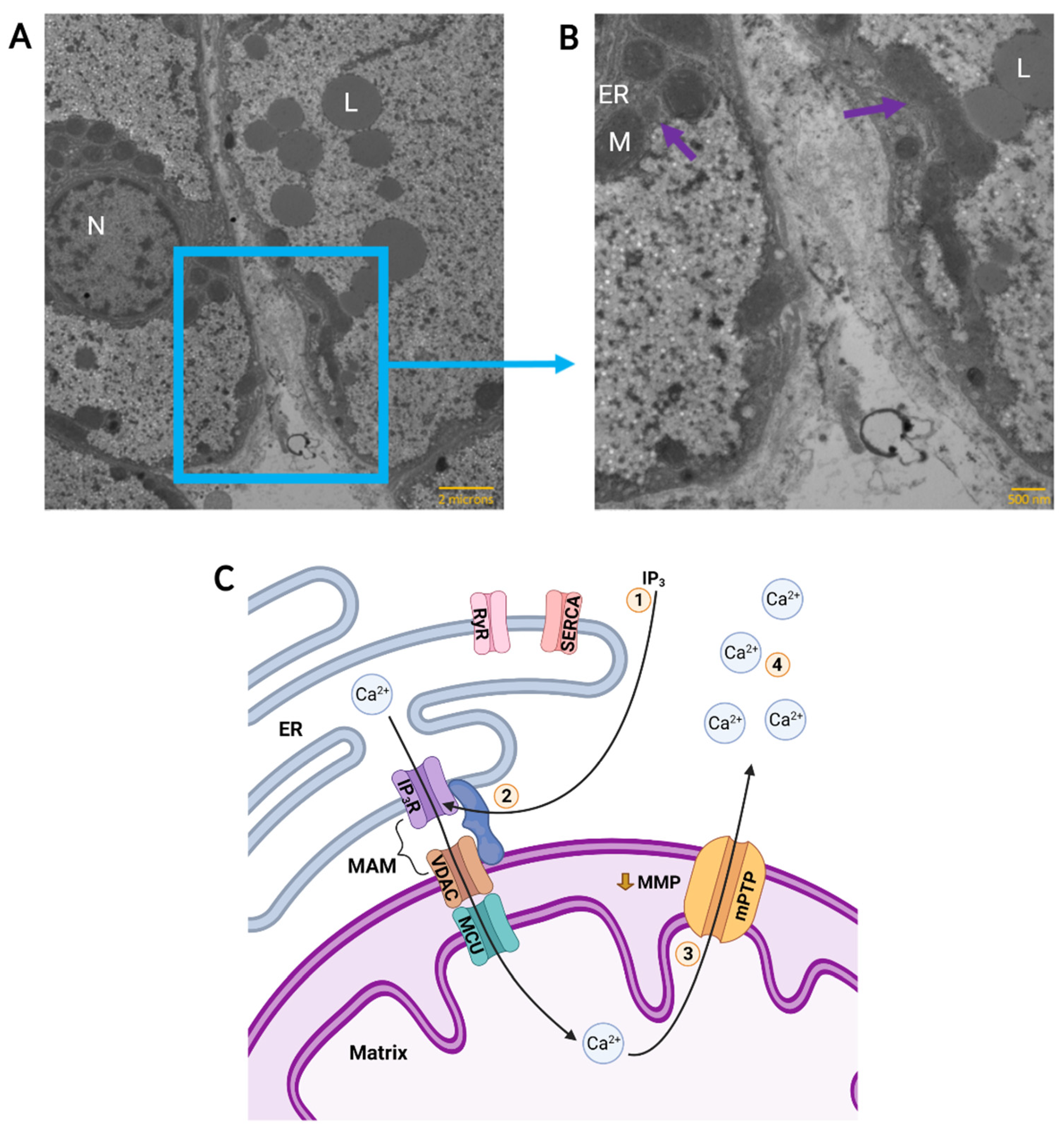 Metabolites 11 00561 g002 Metabolites 11 00561 g002