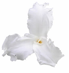 Metabolites 11 00594 i002