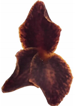 Metabolites 11 00594 i005