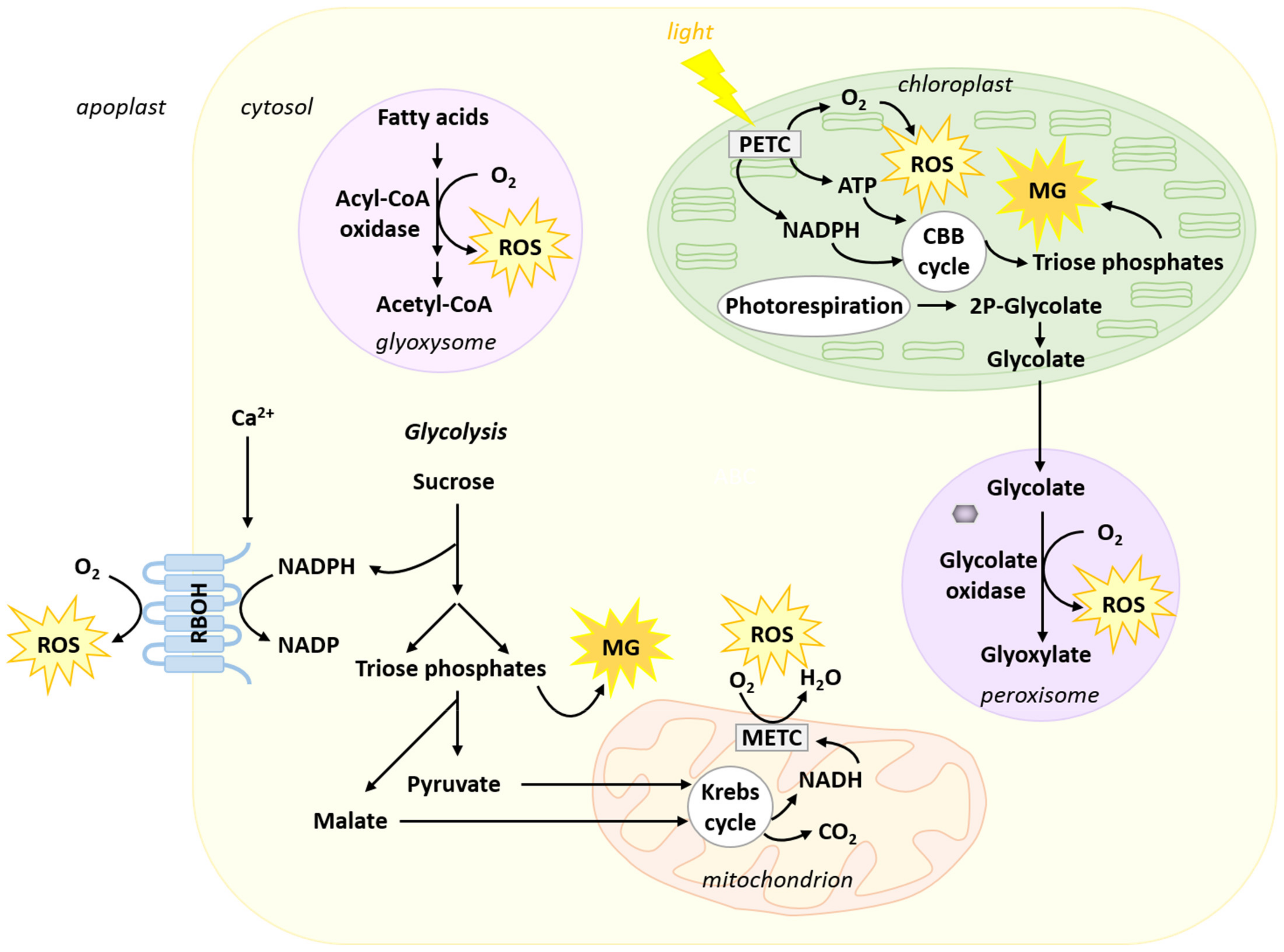 Metabolites 11 00641 g001