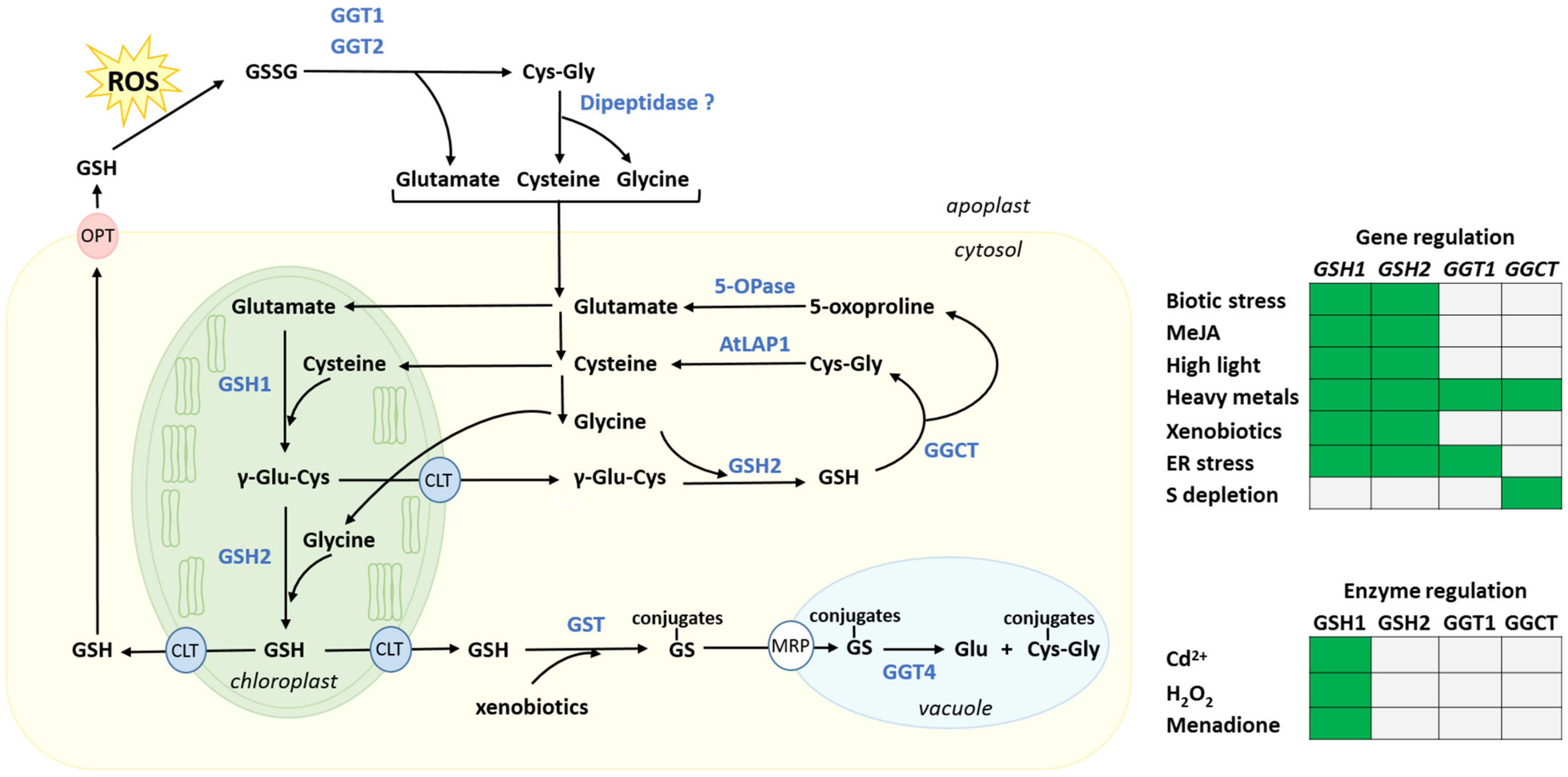 Metabolites 11 00641 g002