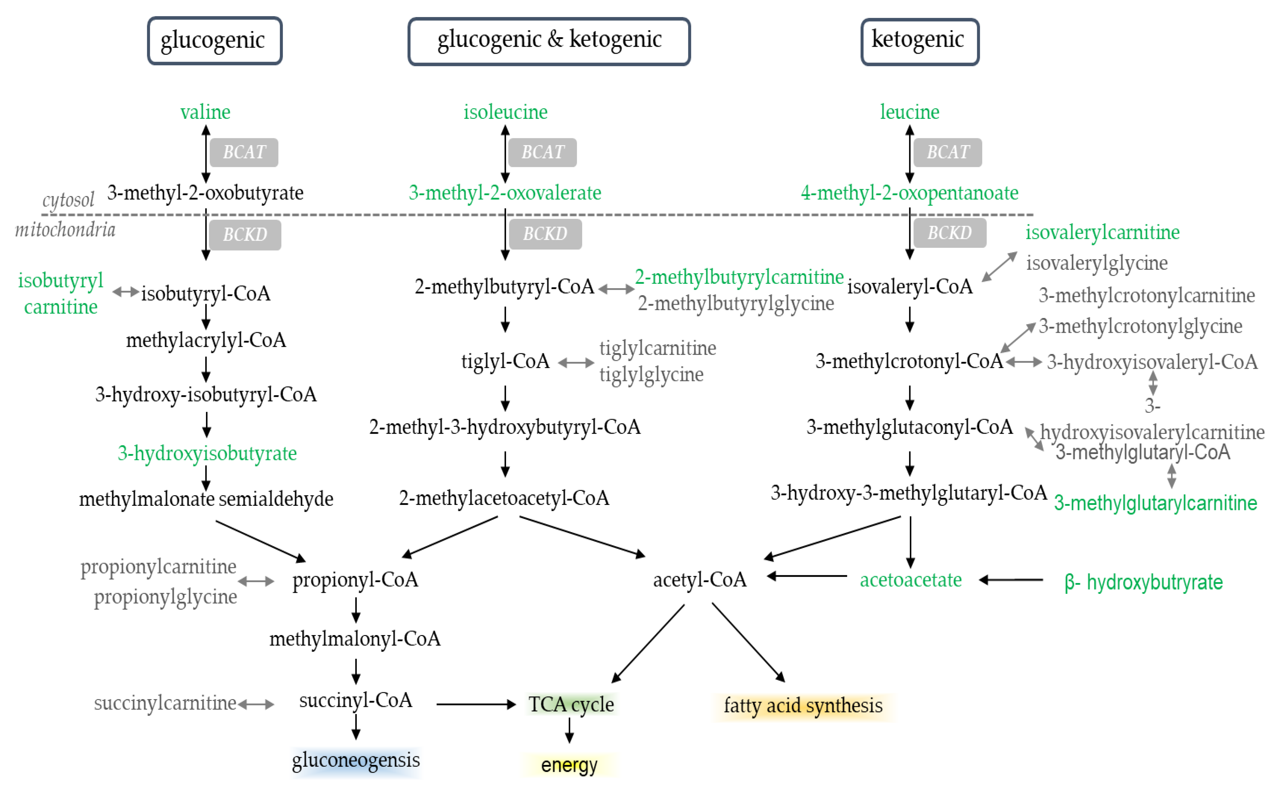 Metabolites 11 00828 g005