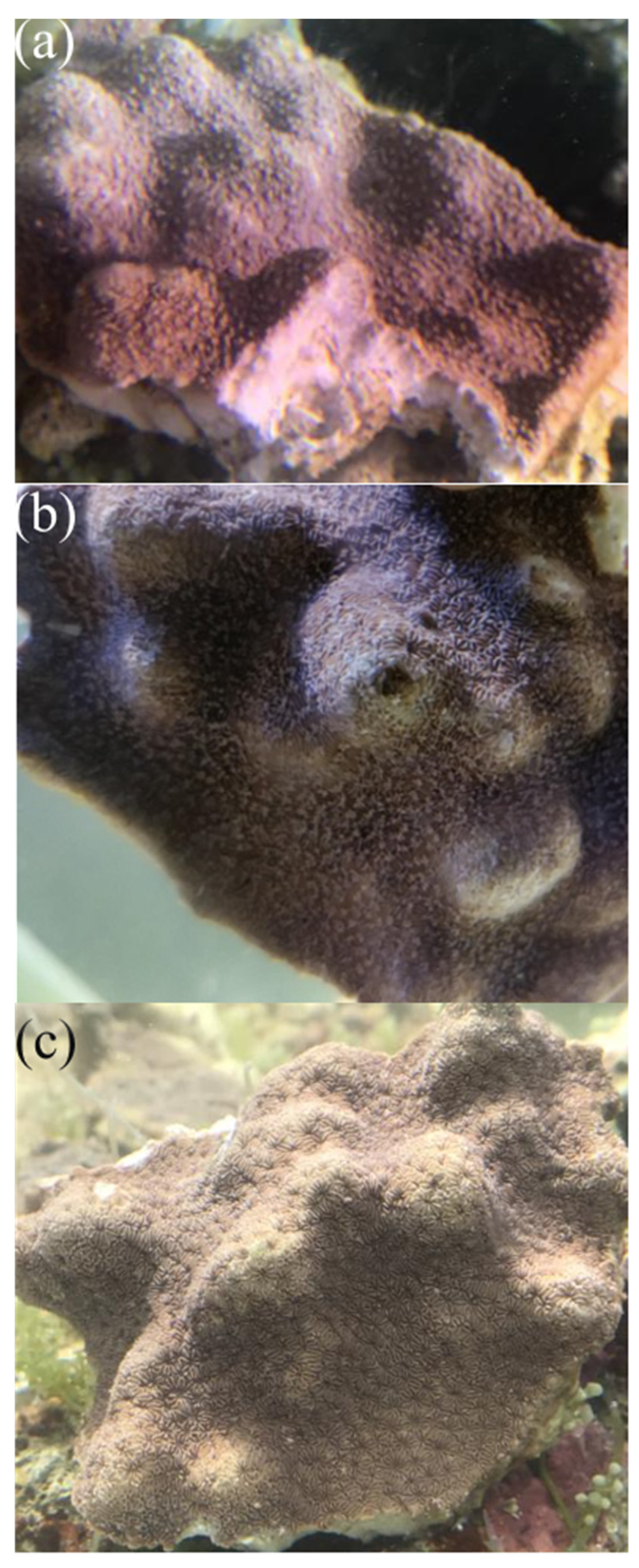 Metabolites 12 00018 g001