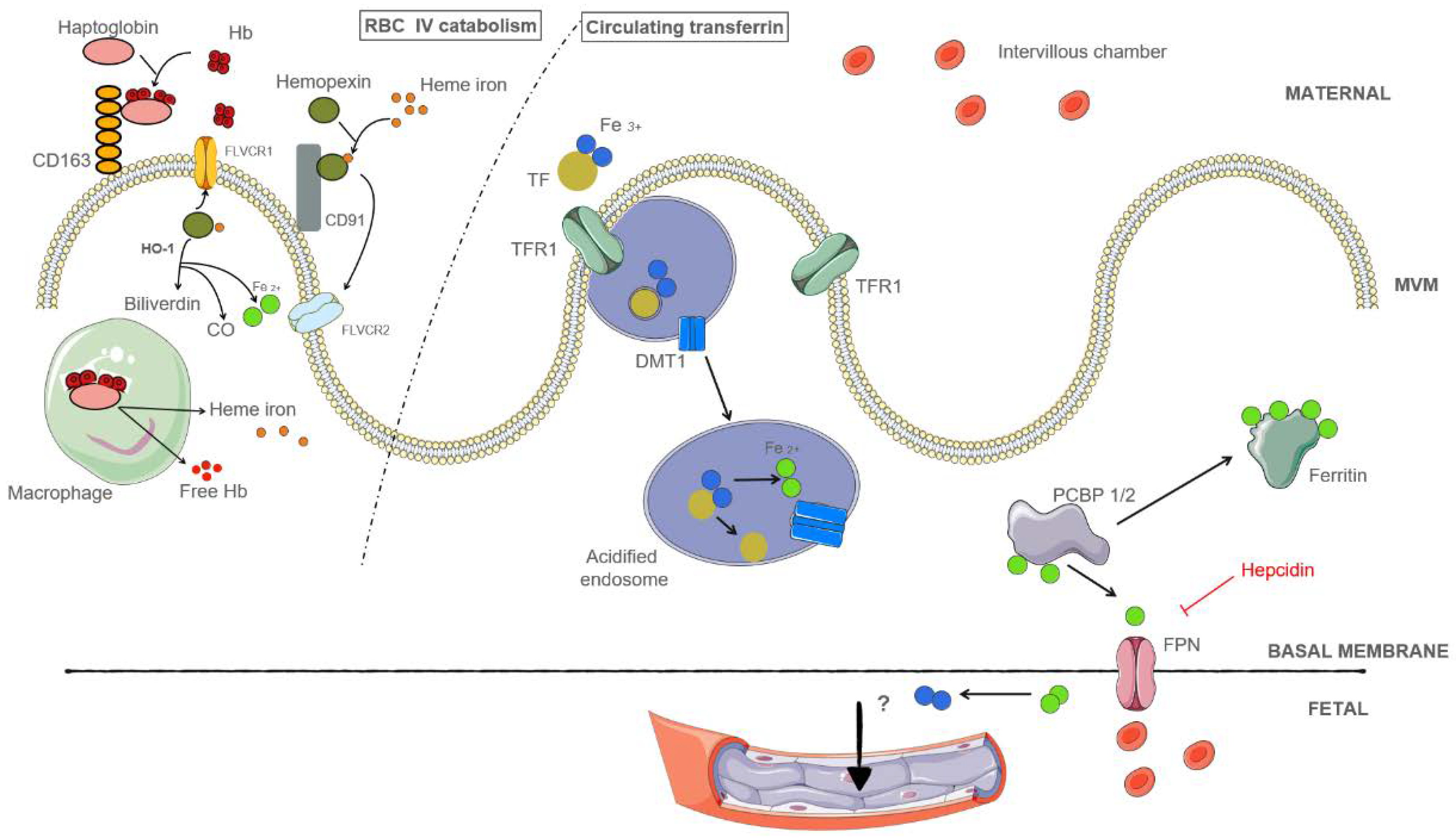 Metabolites 12 00129 g002