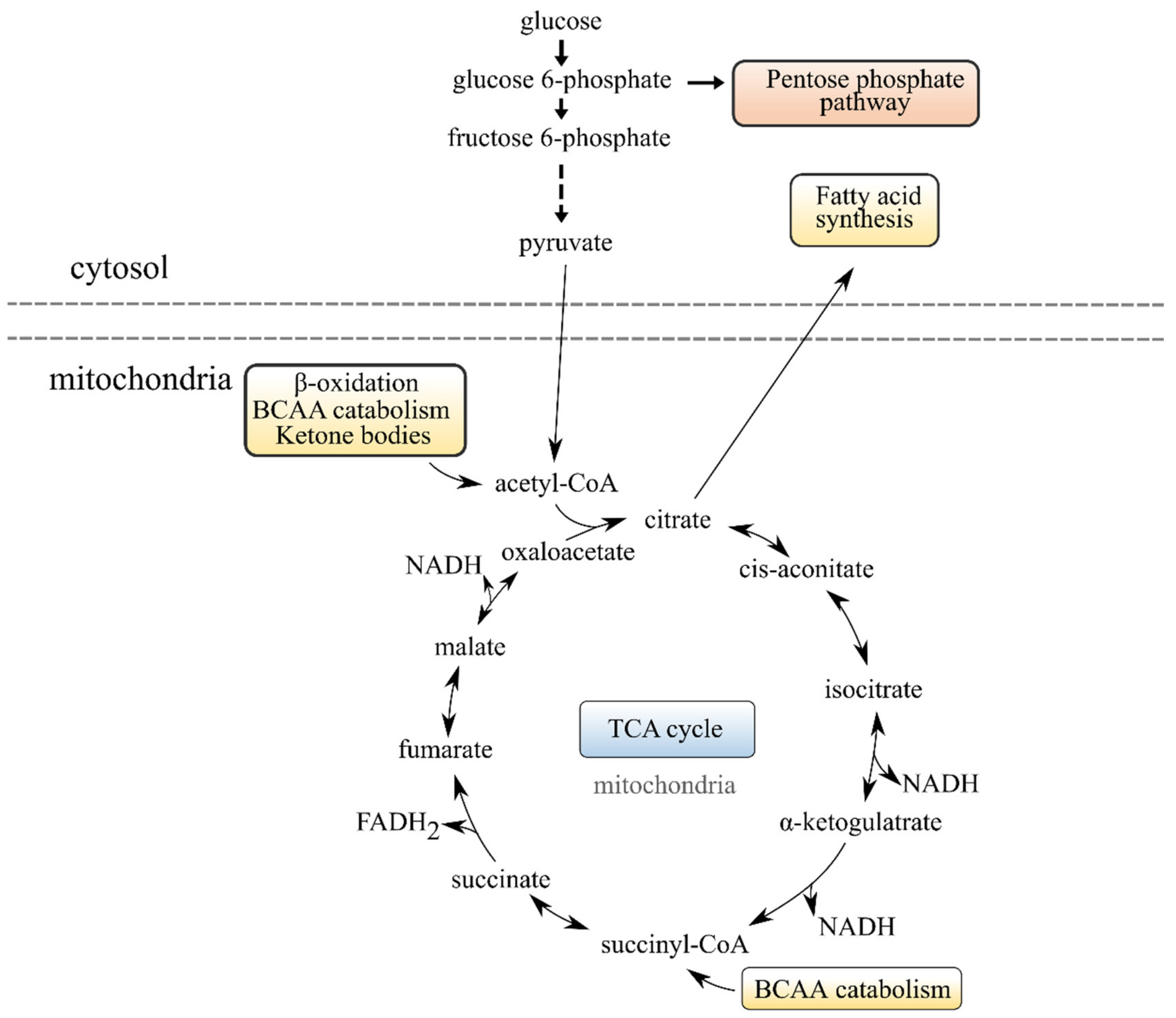 Metabolites 12 00159 g003