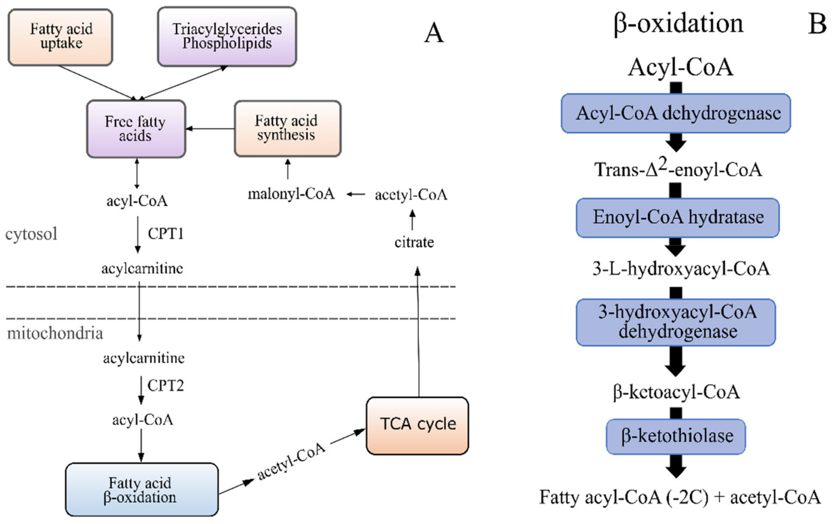 Metabolites 12 00159 g004