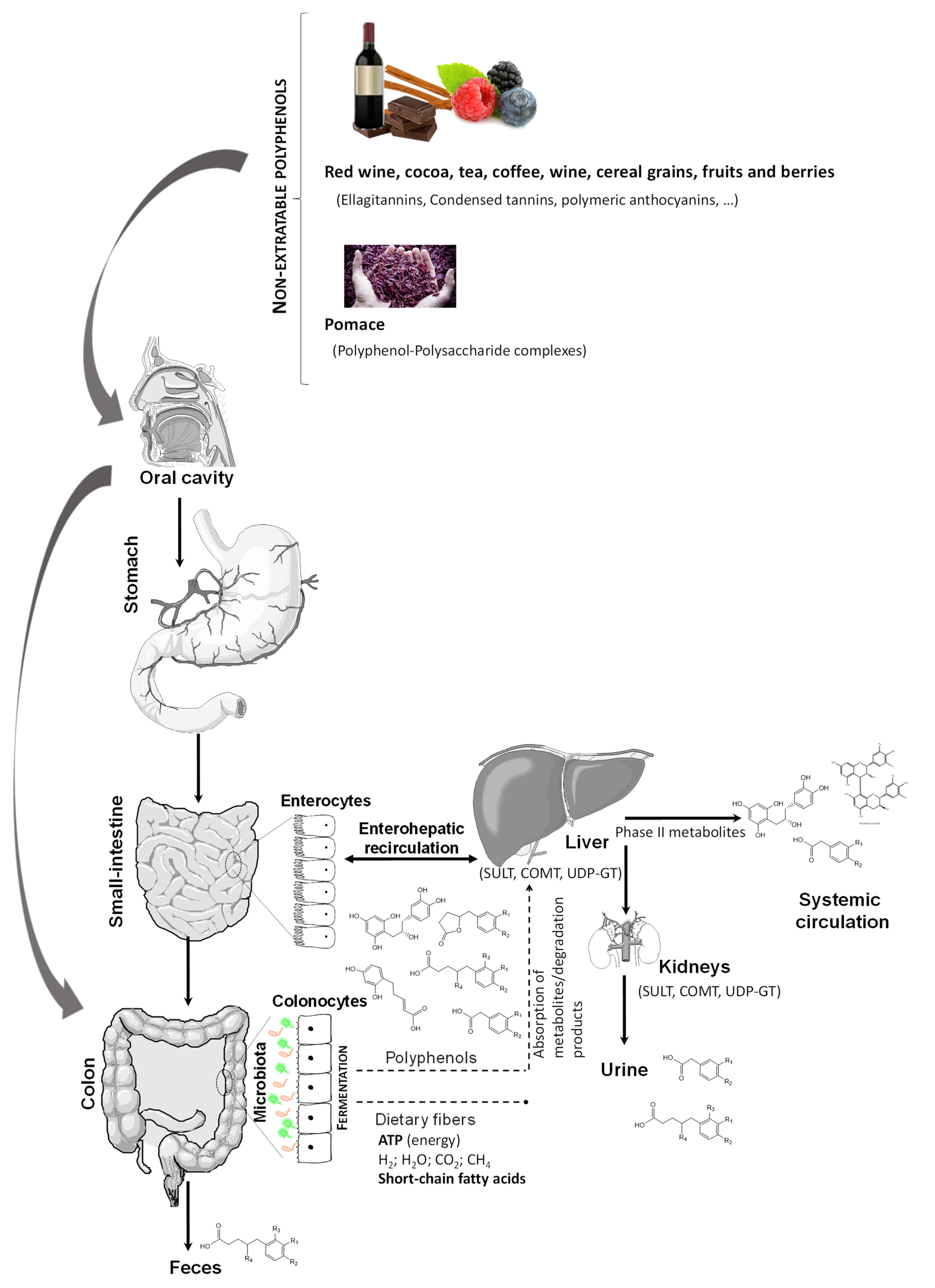Metabolites 12 00184 g003