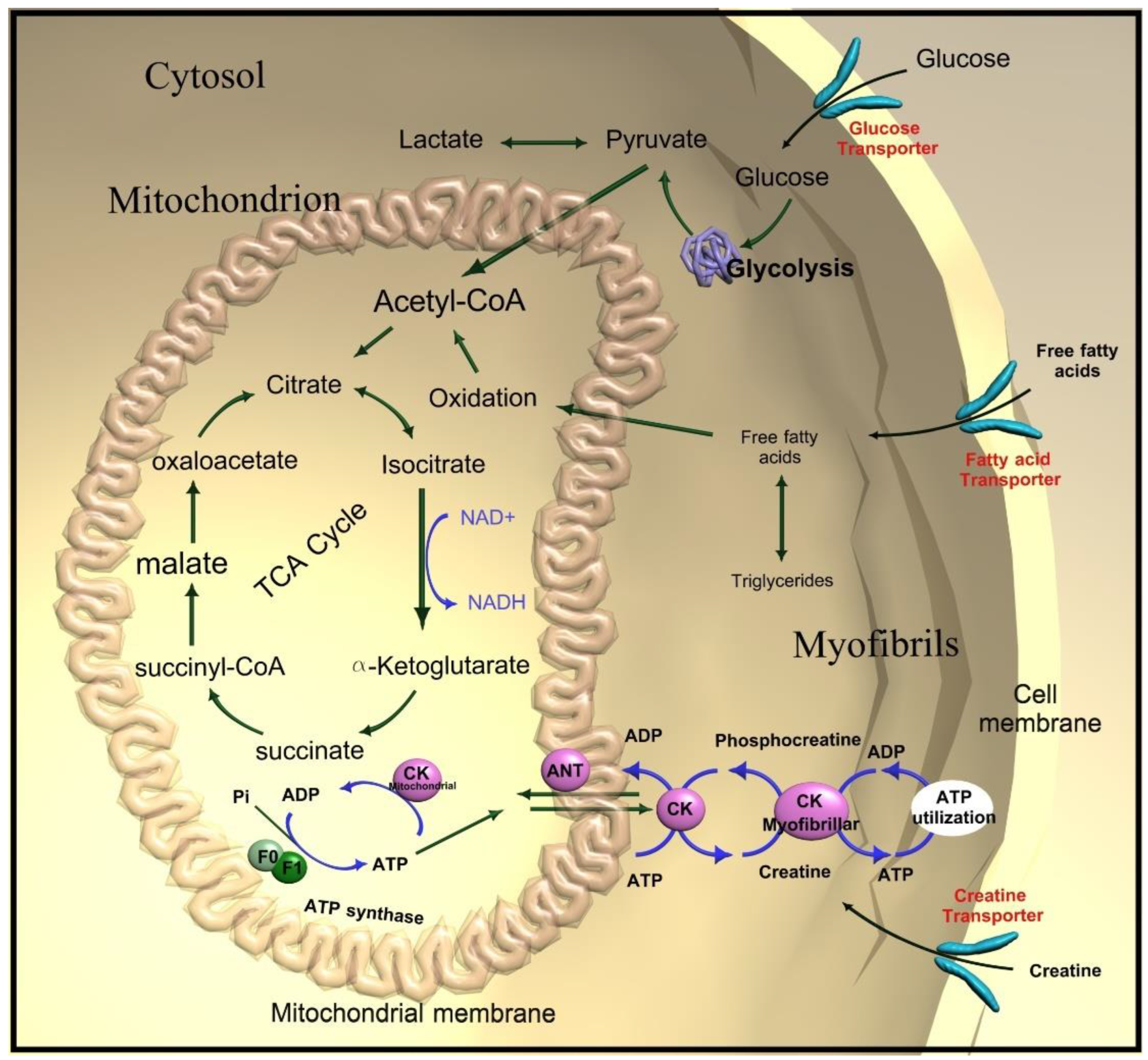 Metabolites 12 00189 g001