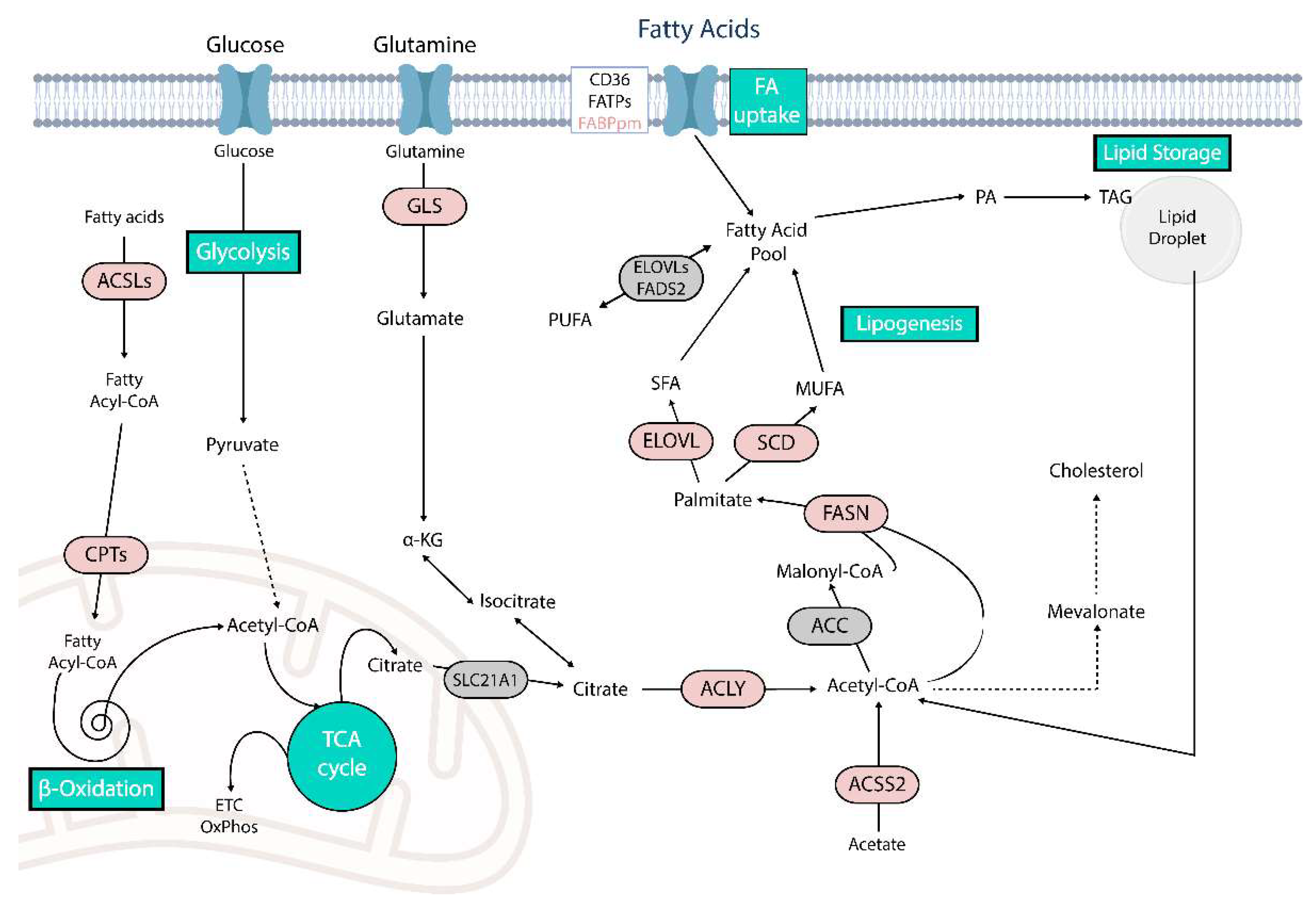 Metabolites 12 00213 g001