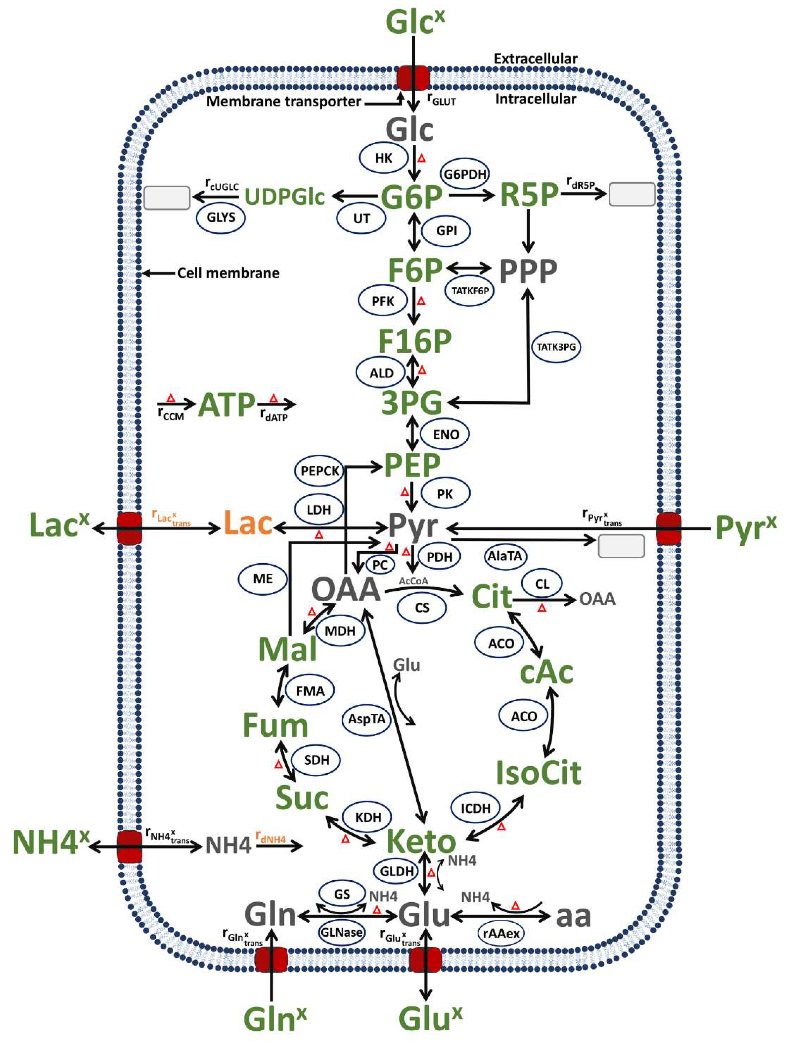 Metabolites 12 00239 g009