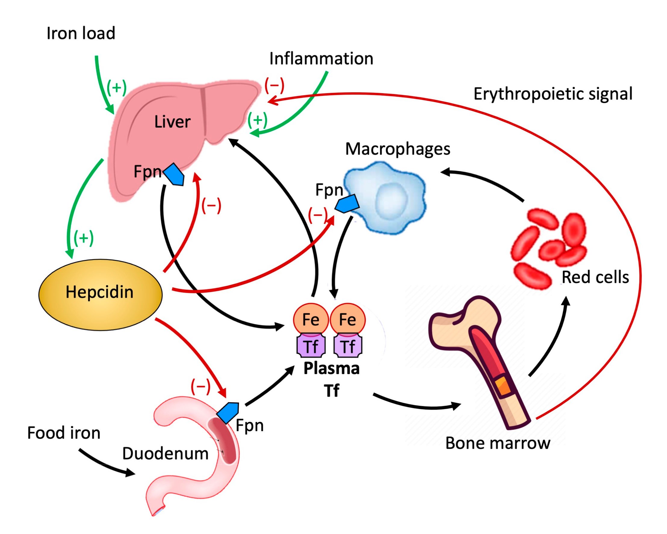 Metabolites 12 00289 g002