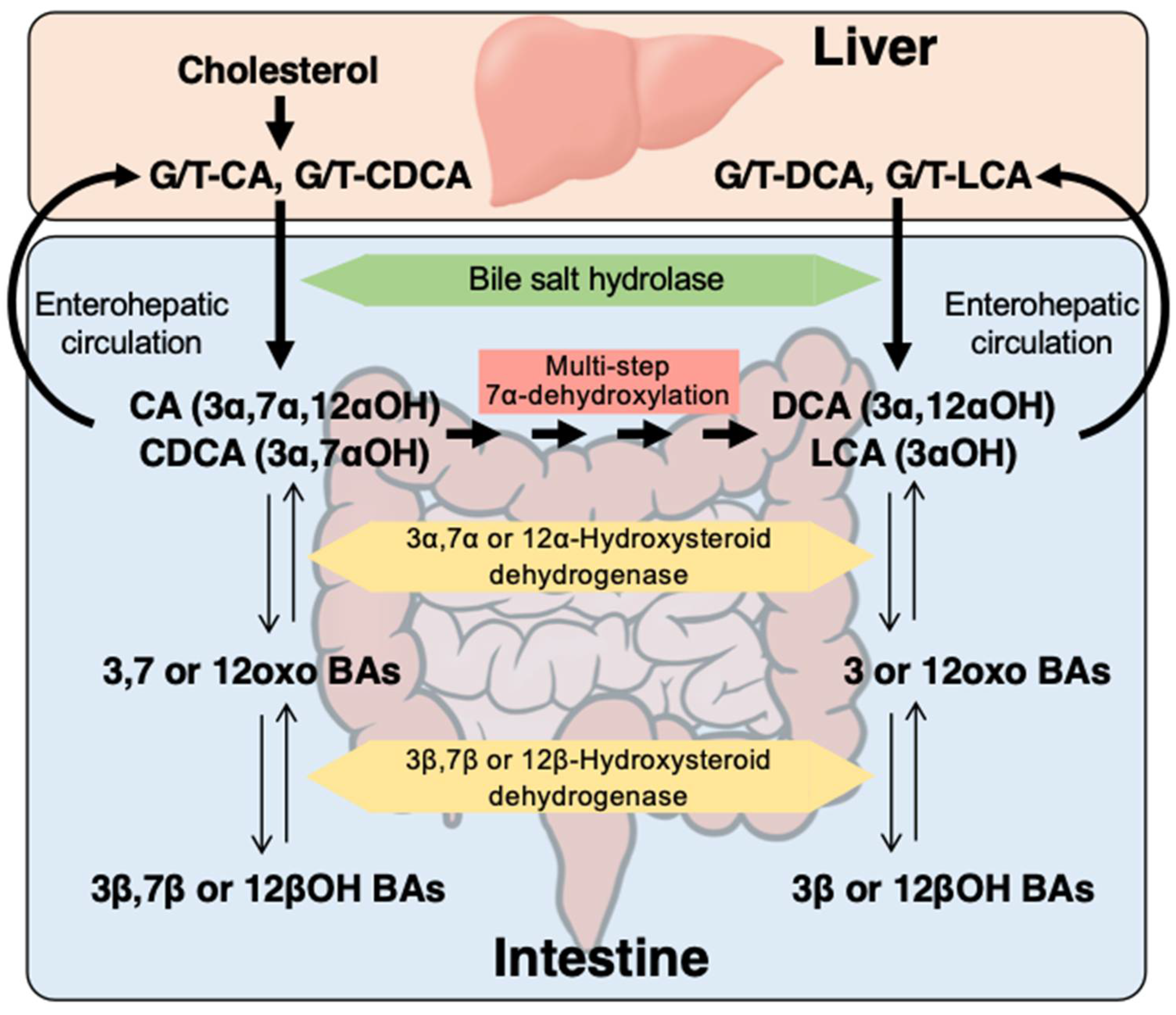 Metabolites 12 00331 g001