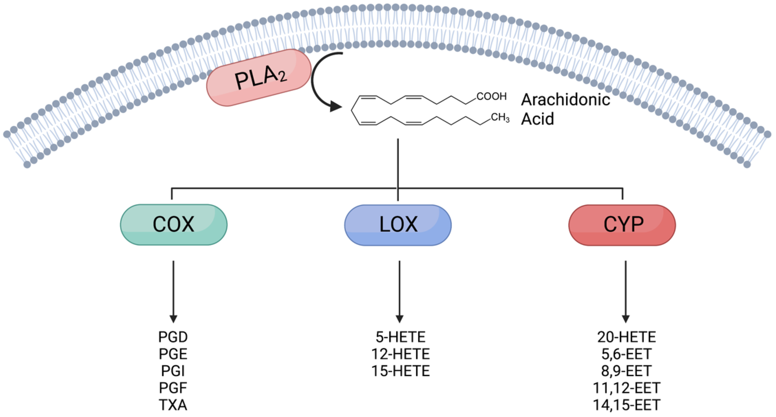 Metabolites 12 00342 g001