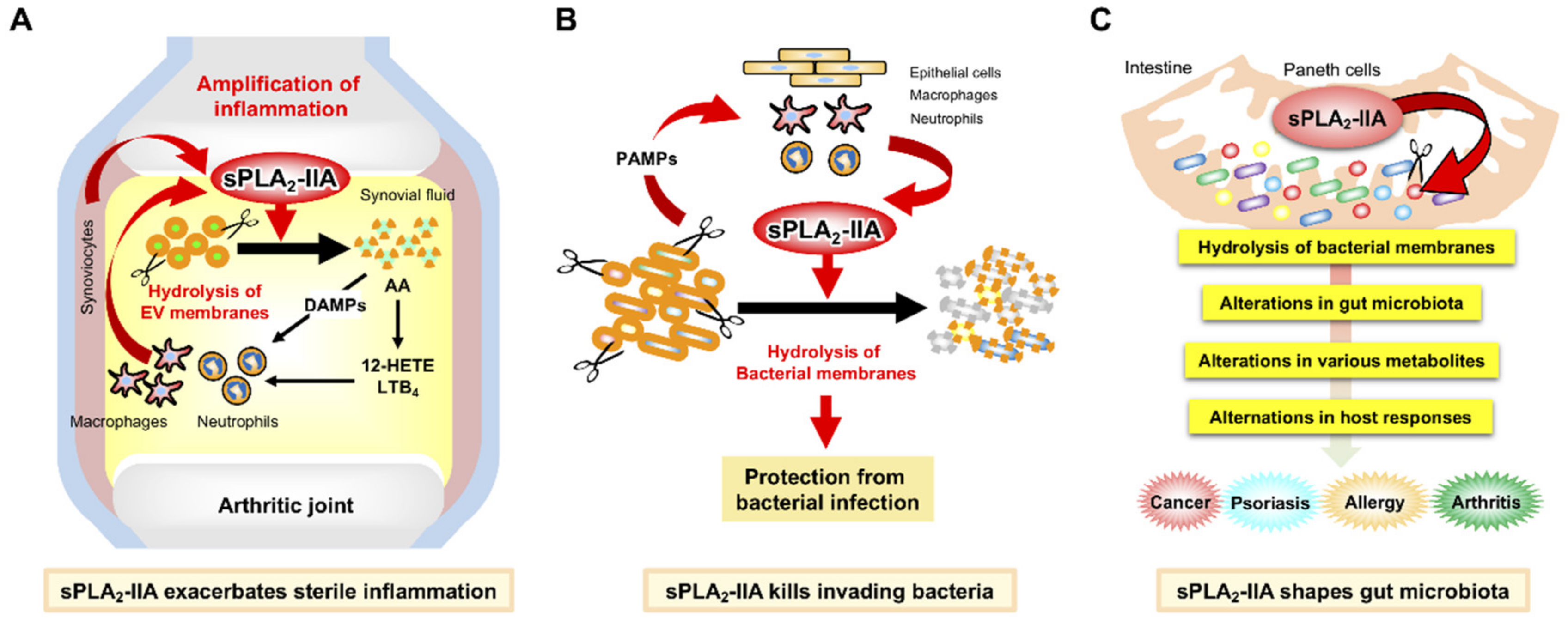Metabolites 12 00352 g001 Metabolites 12 00352 g001