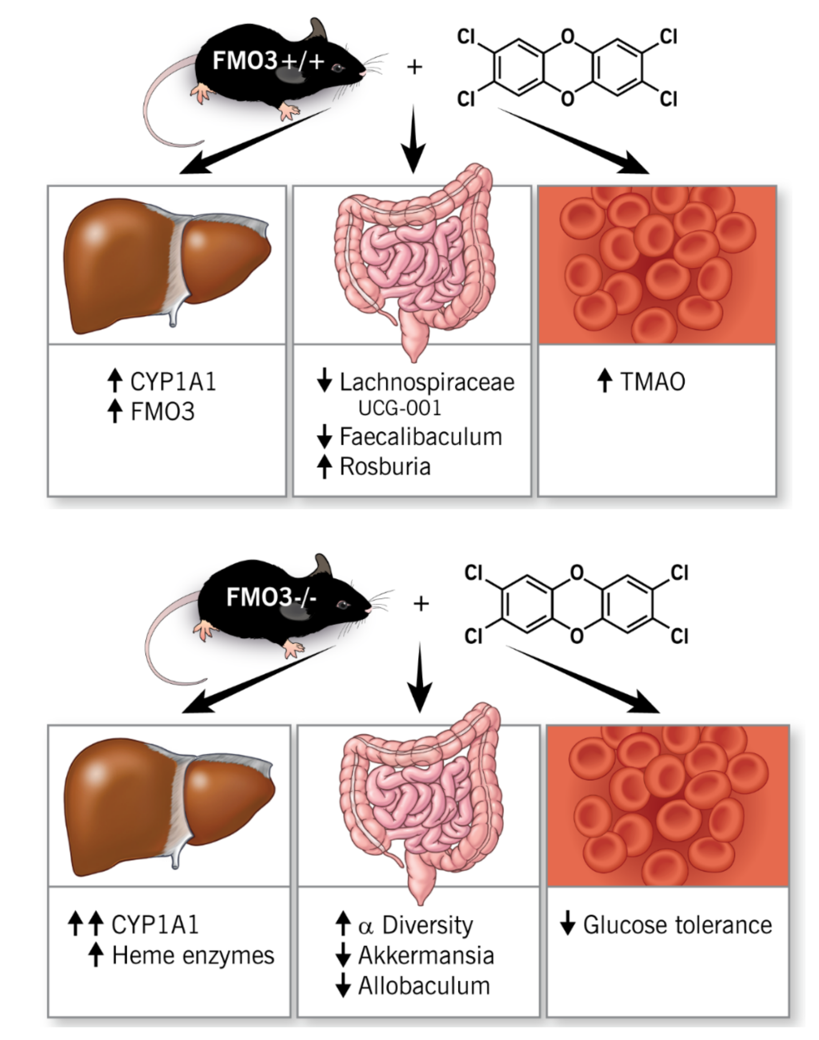 Metabolites 12 00364 g010