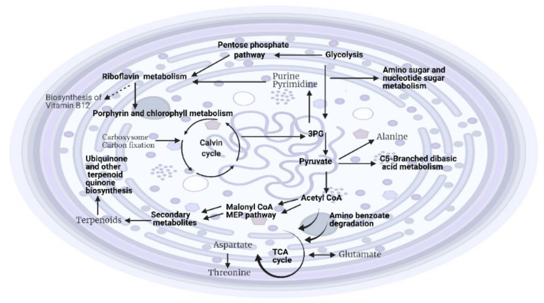 Metabolites 12 00406 g001