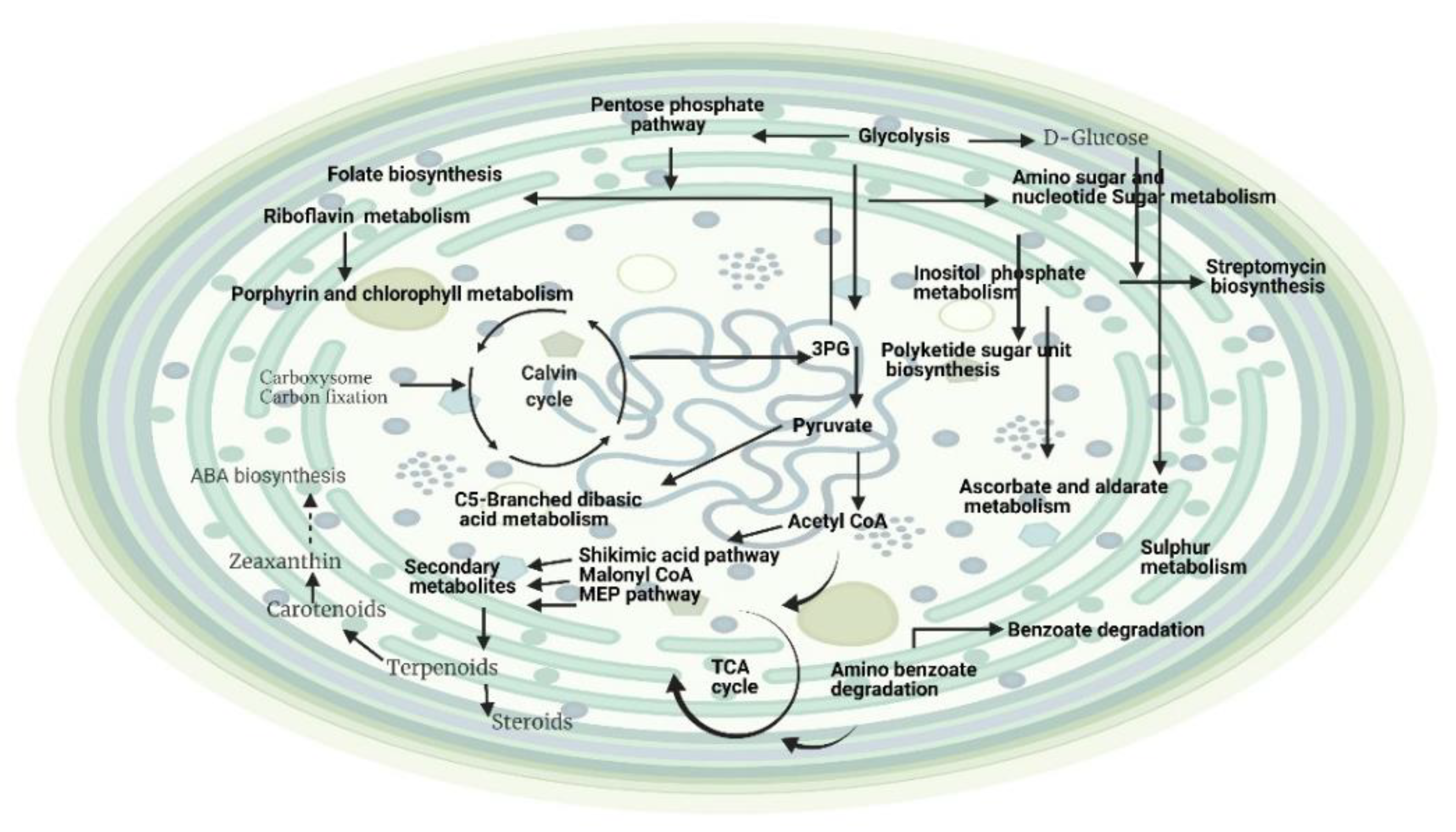 Metabolites 12 00406 g002