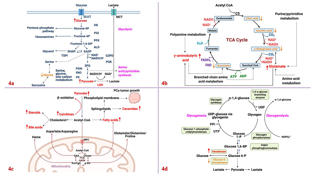 Metabolites 12 00488 g004