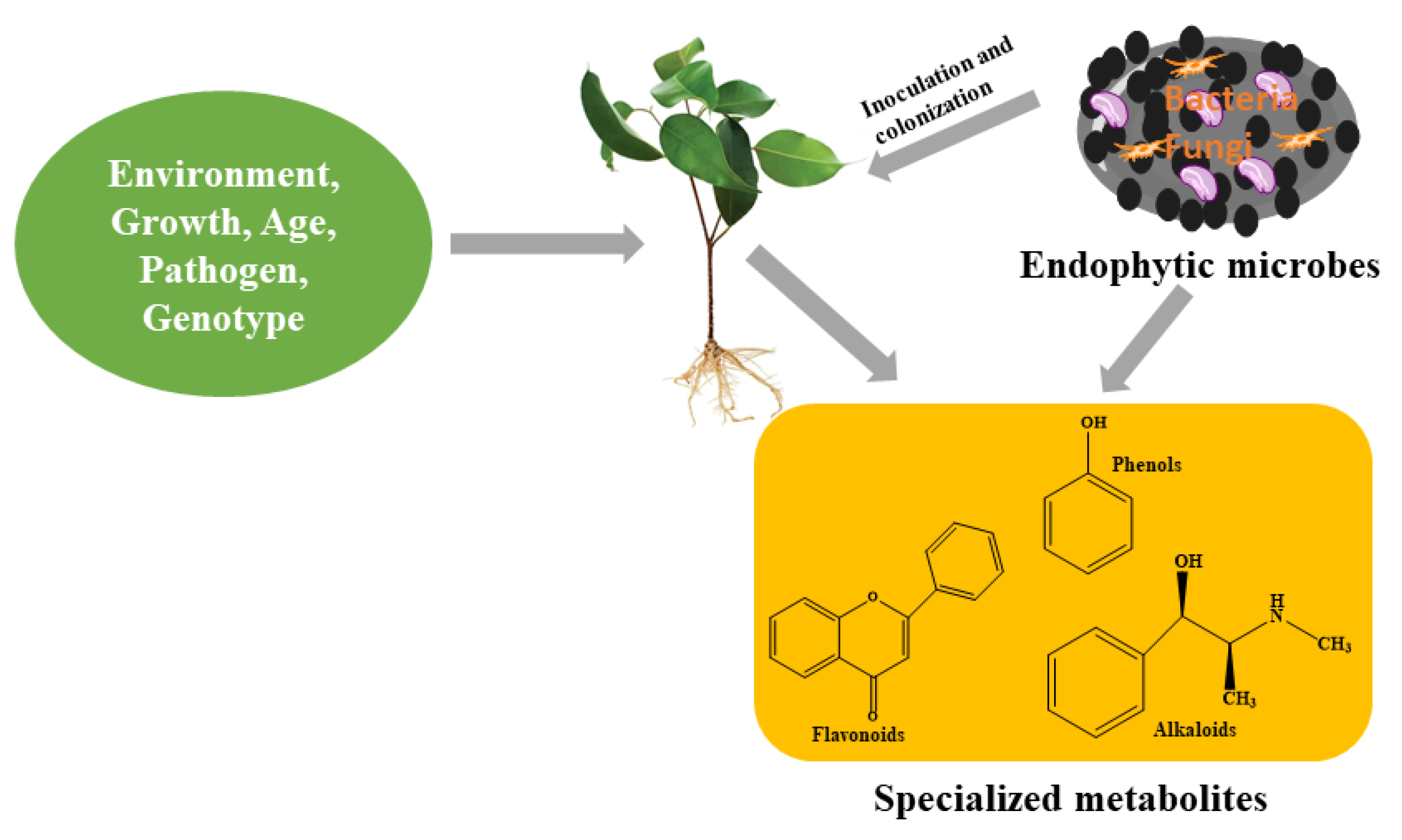 Metabolites 12 00534 g002