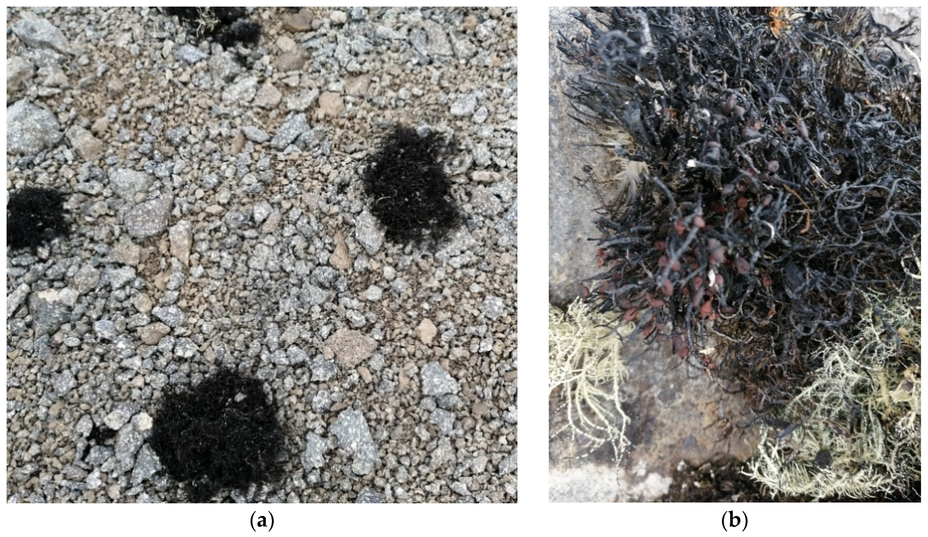 Metabolites 12 00560 g001