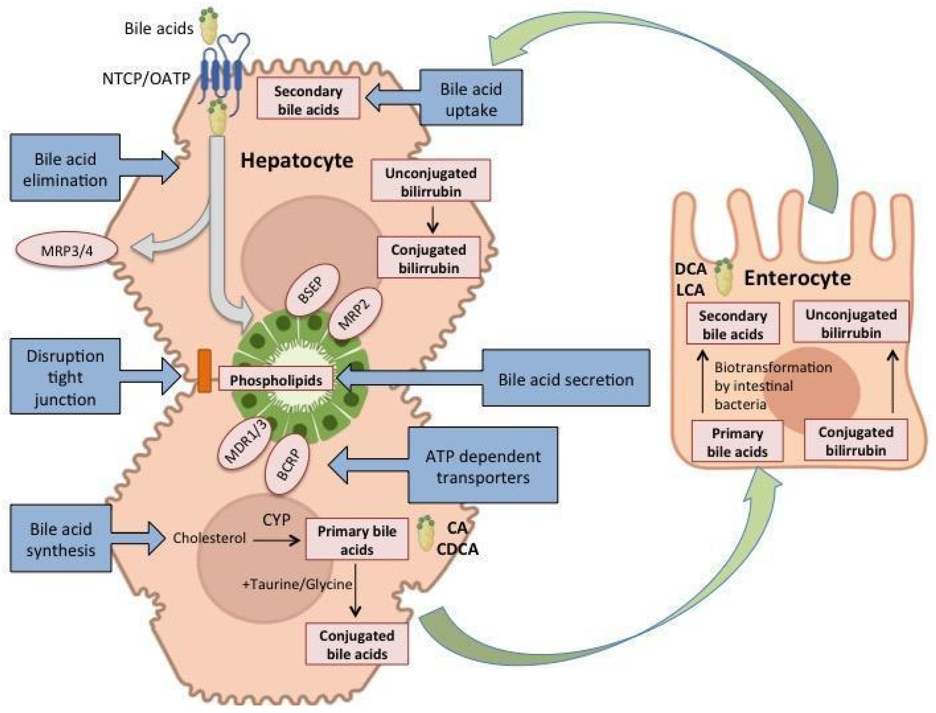 Metabolites 12 00564 g002