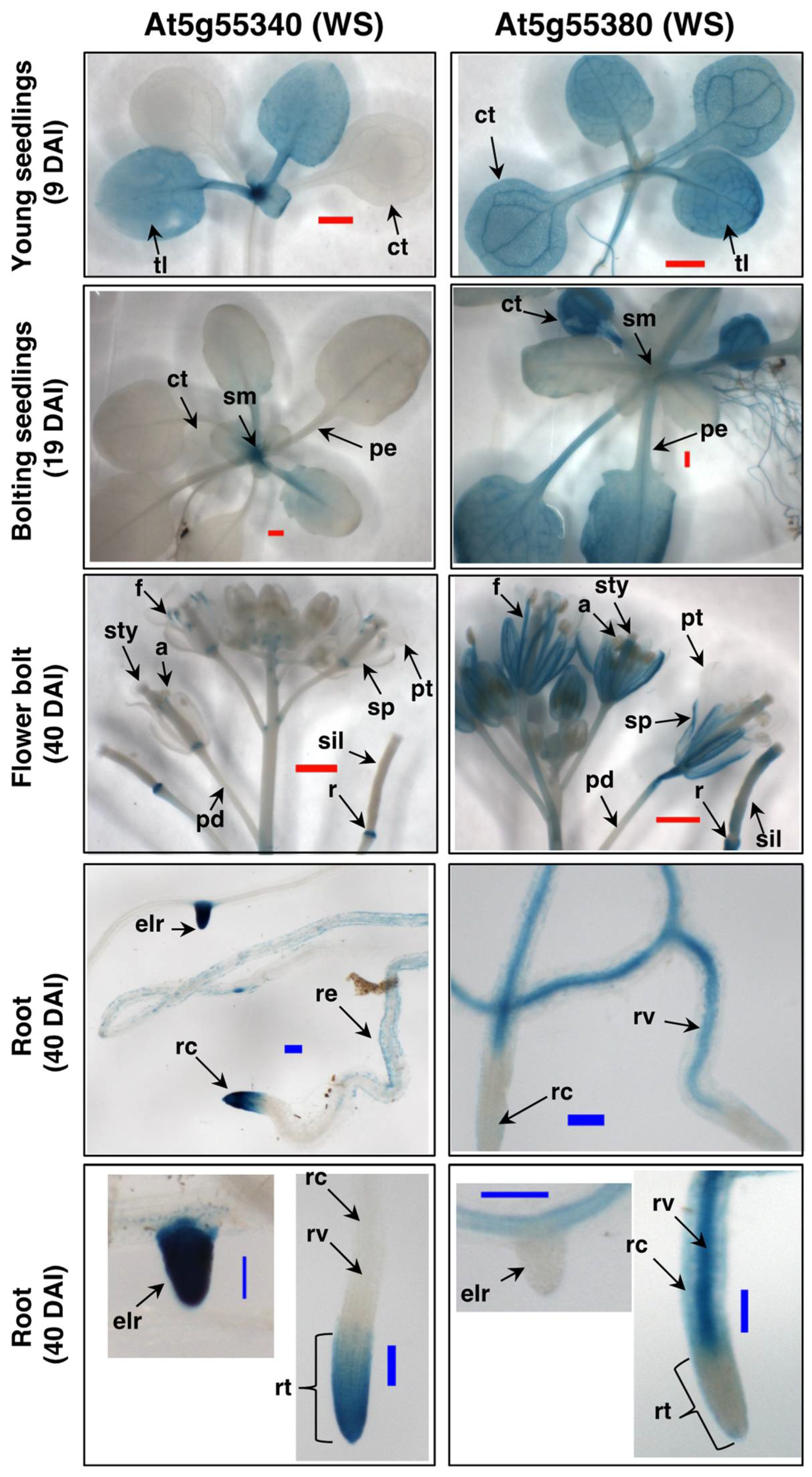 Metabolites 12 00577 g005 Metabolites 12 00577 g005