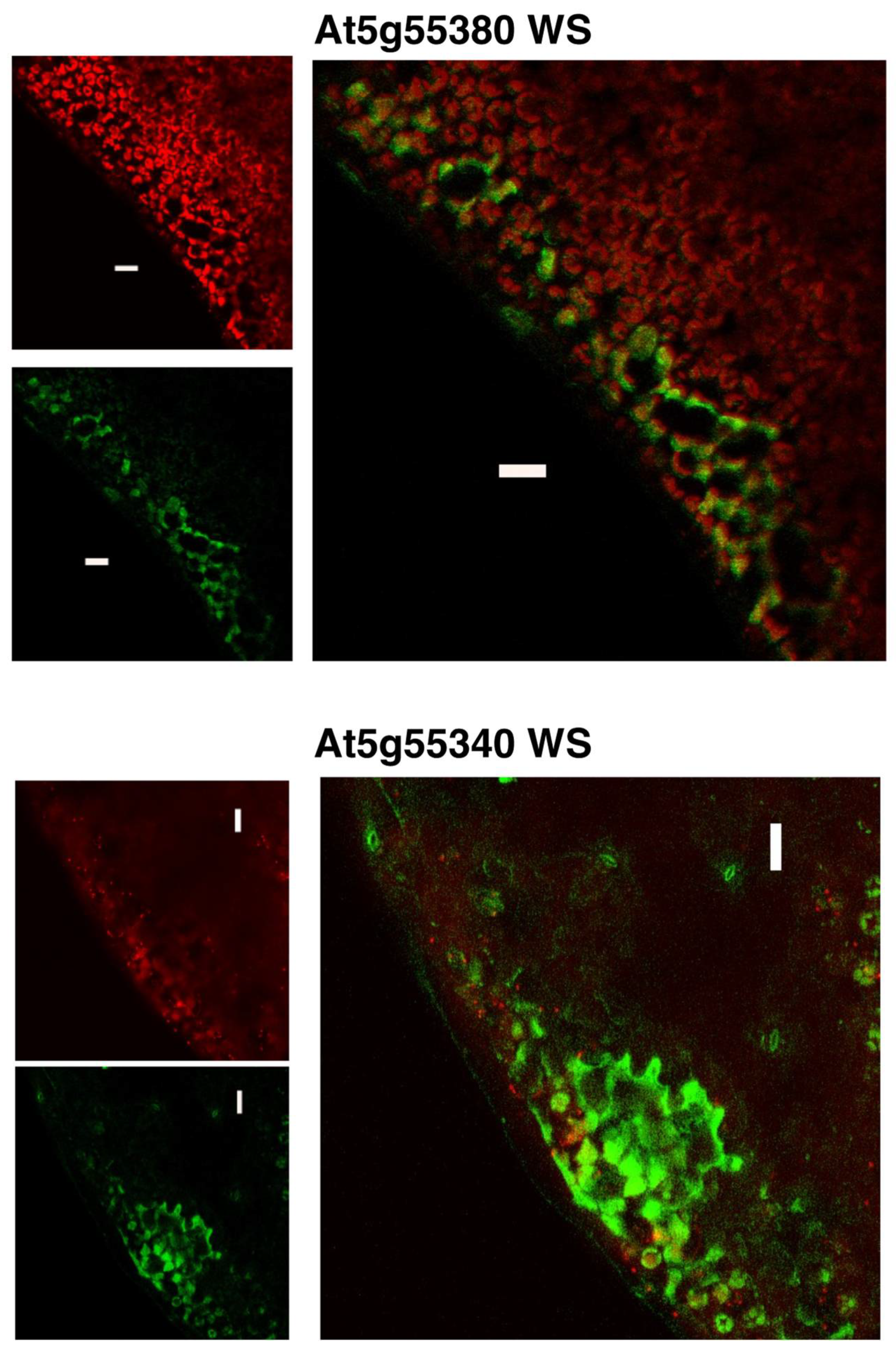 Metabolites 12 00577 g006 Metabolites 12 00577 g006