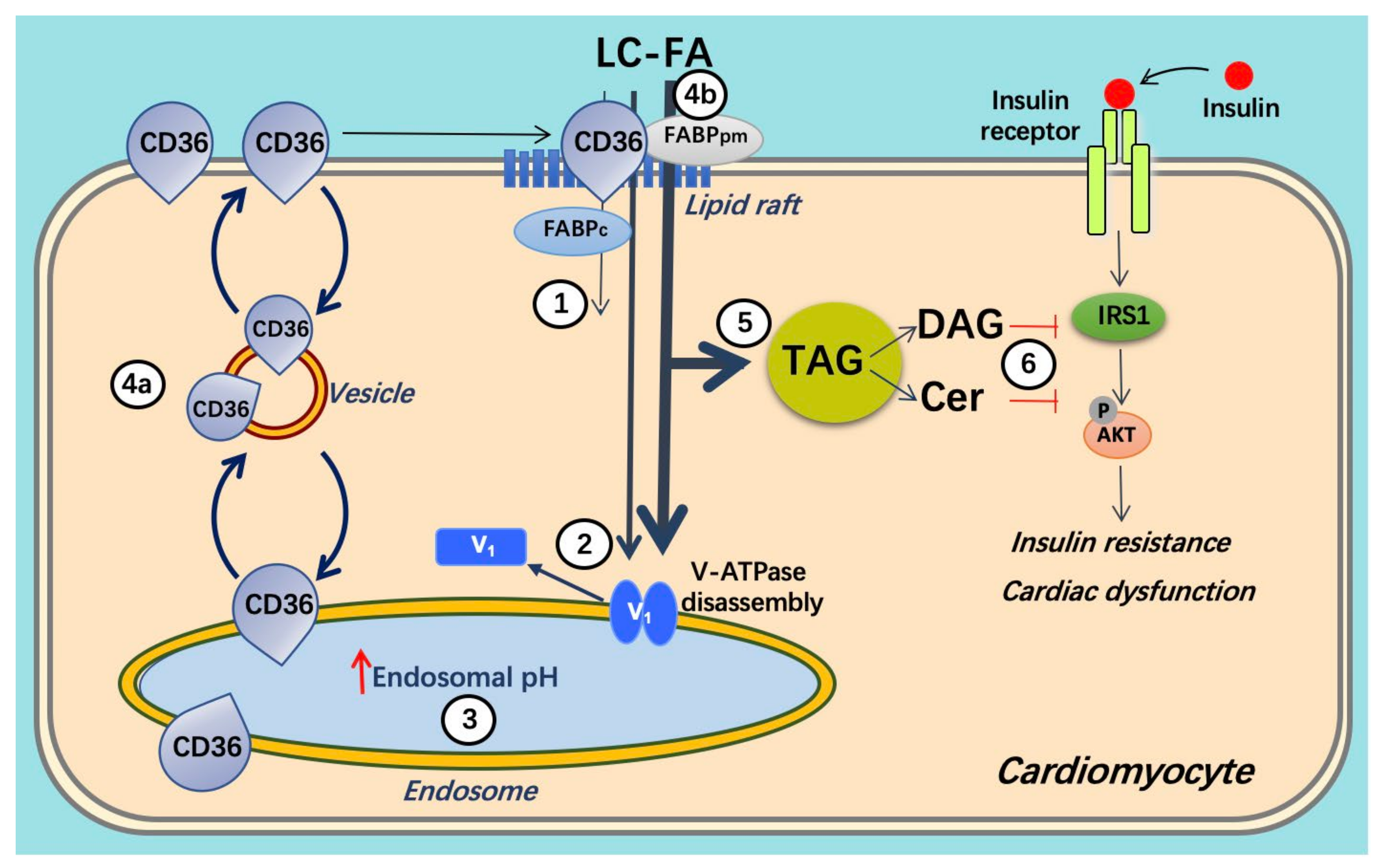 Metabolites 12 00579 g003