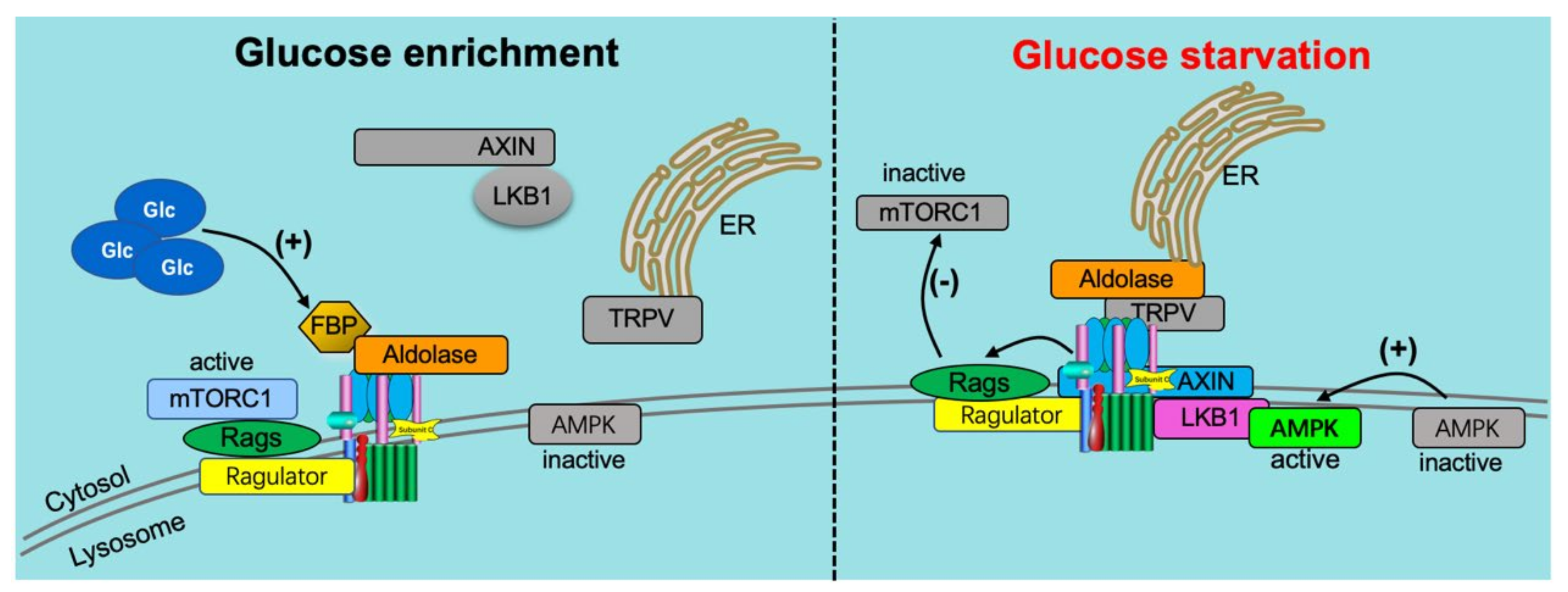 Metabolites 12 00579 g004