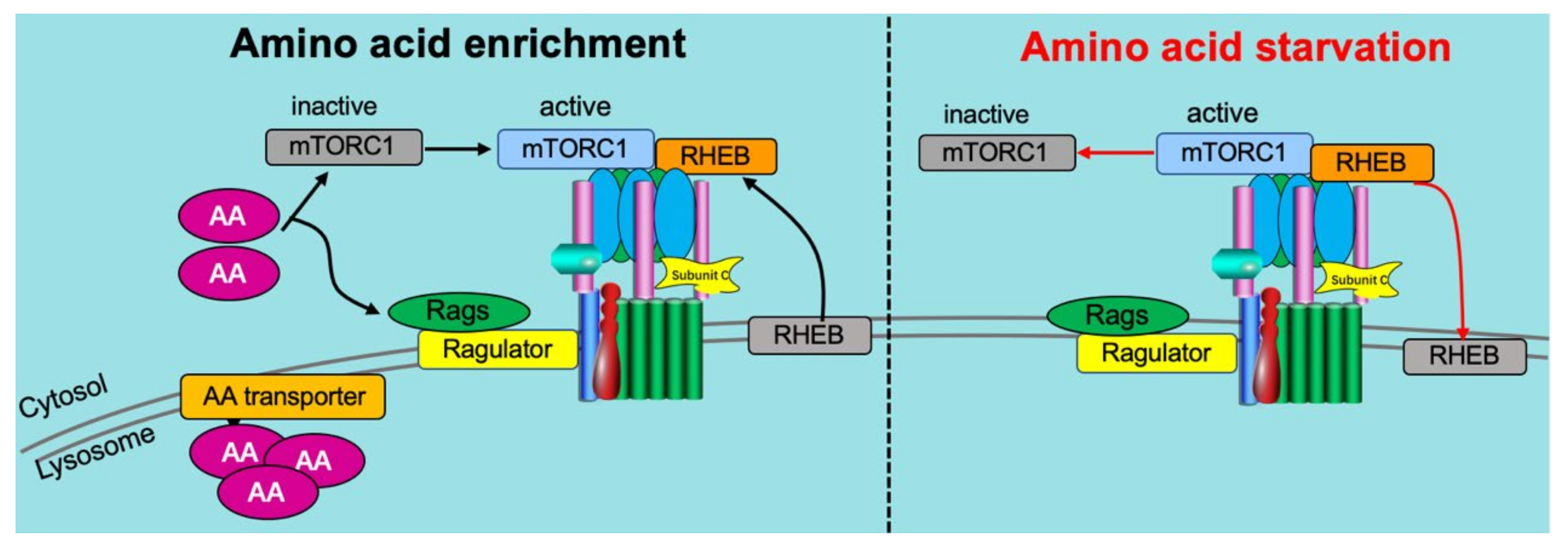 Metabolites 12 00579 g005