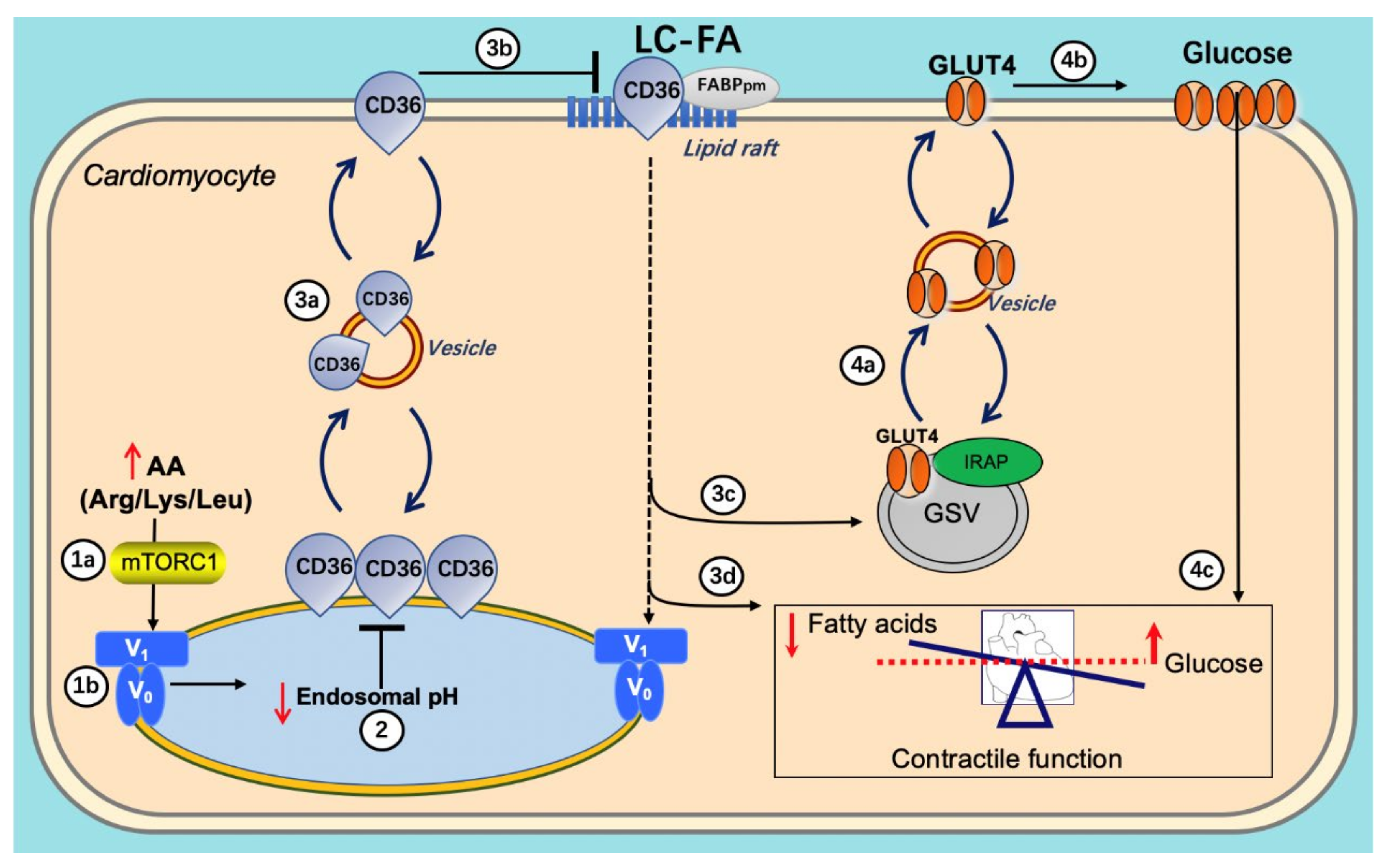 Metabolites 12 00579 g006