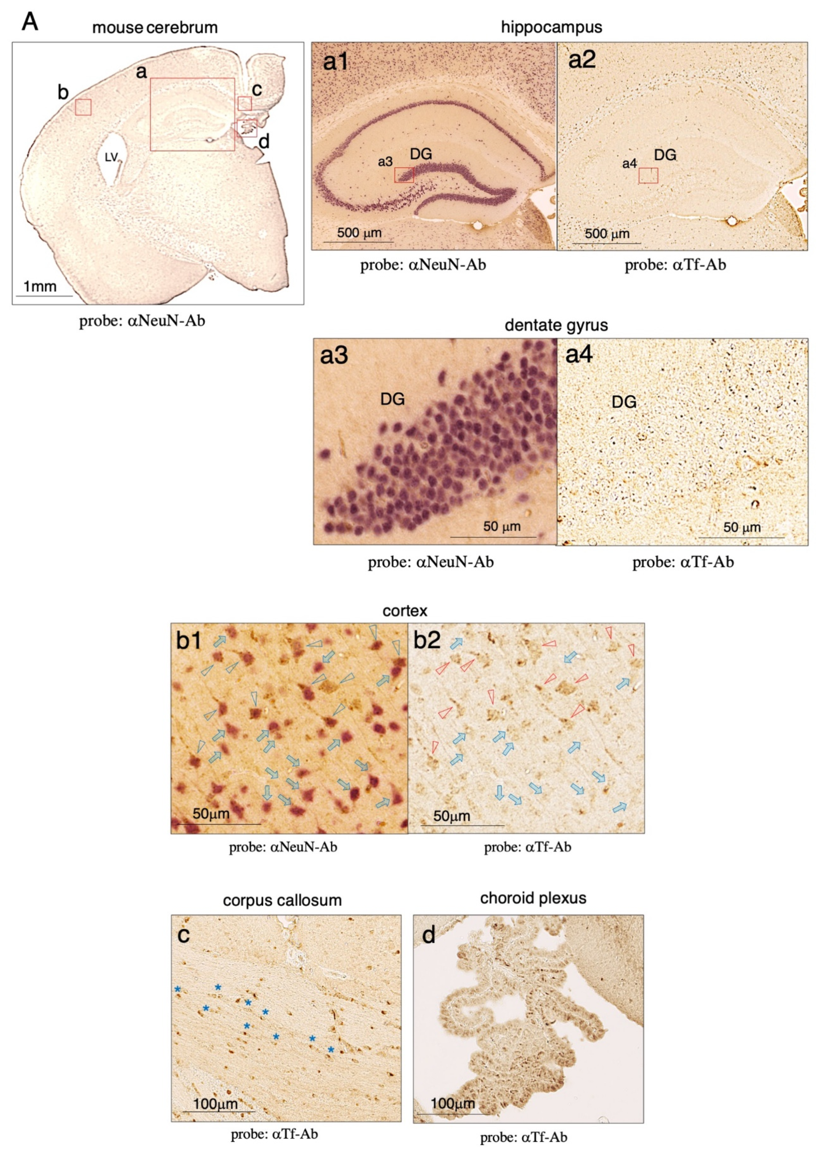 Metabolites 12 00594 g004