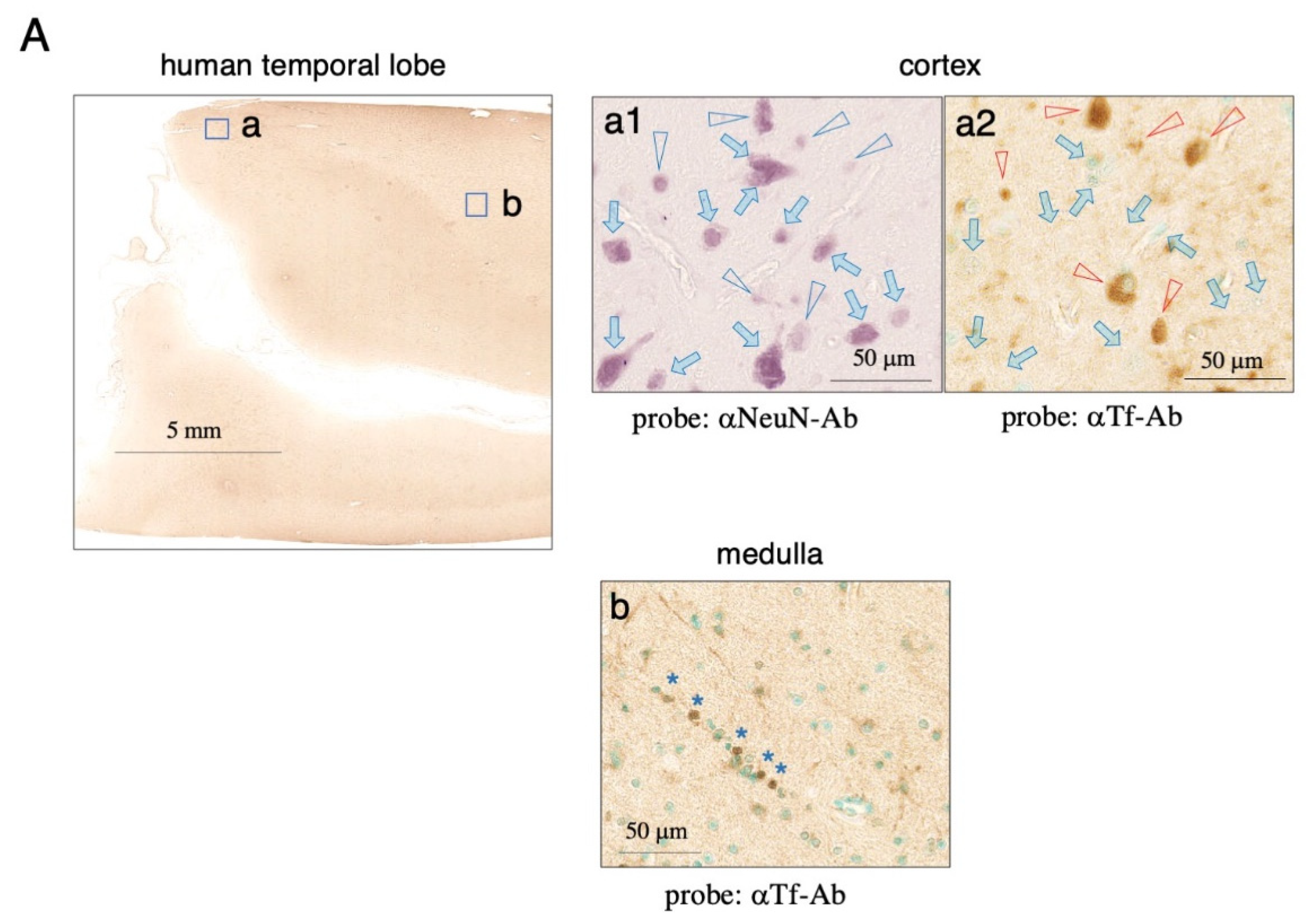 Metabolites 12 00594 g007