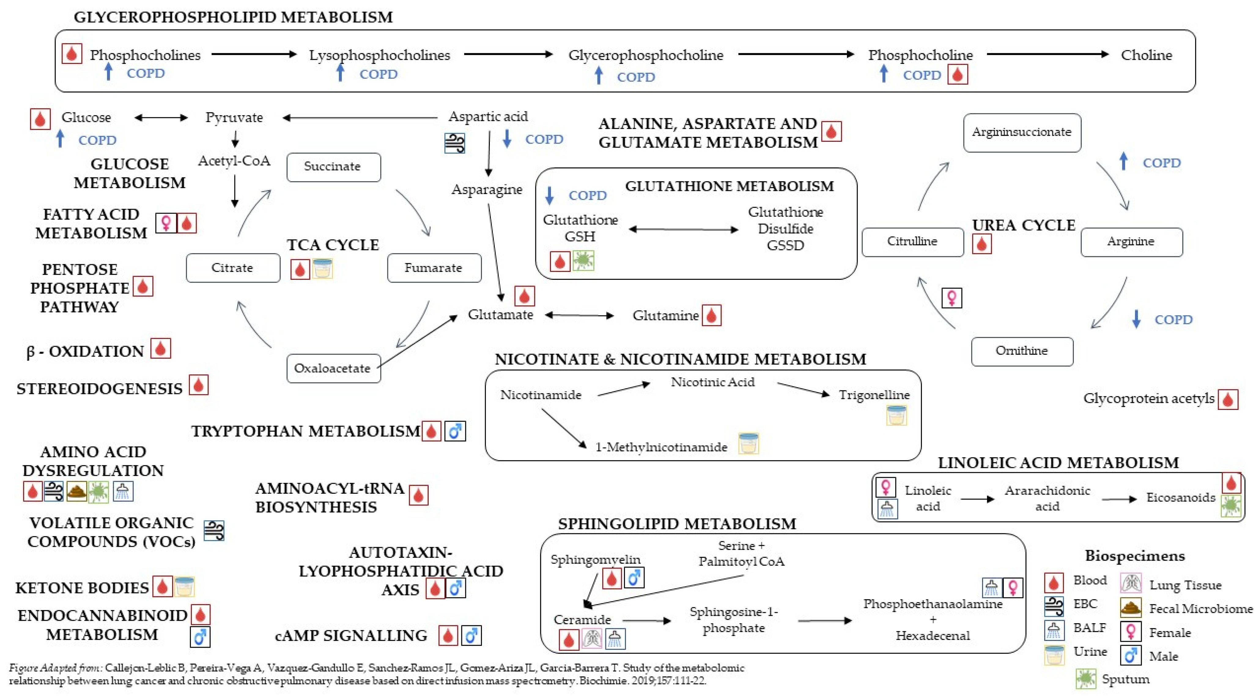 Metabolites 12 00621 g001