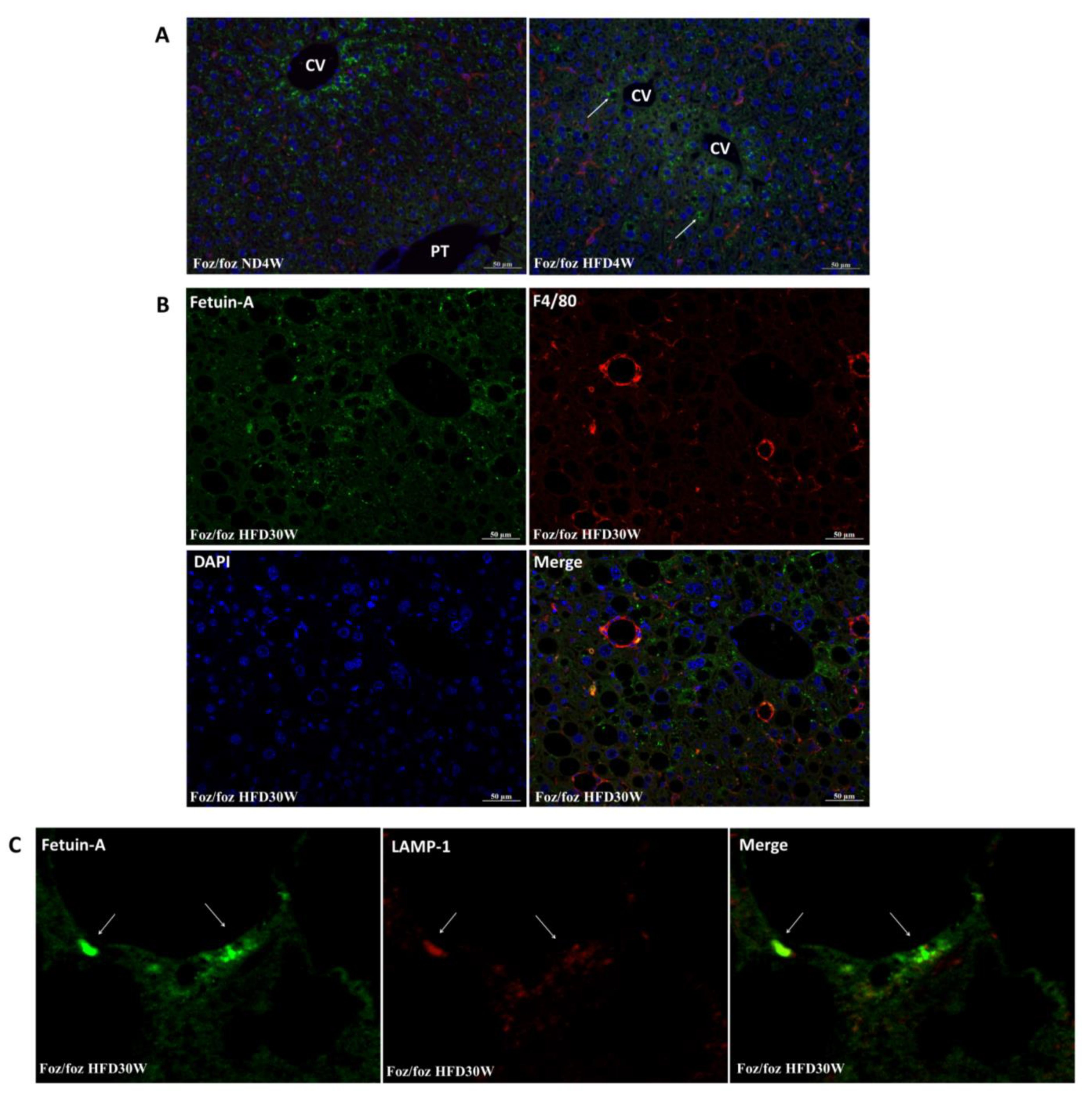 Metabolites 12 00625 g004 Metabolites 12 00625 g004