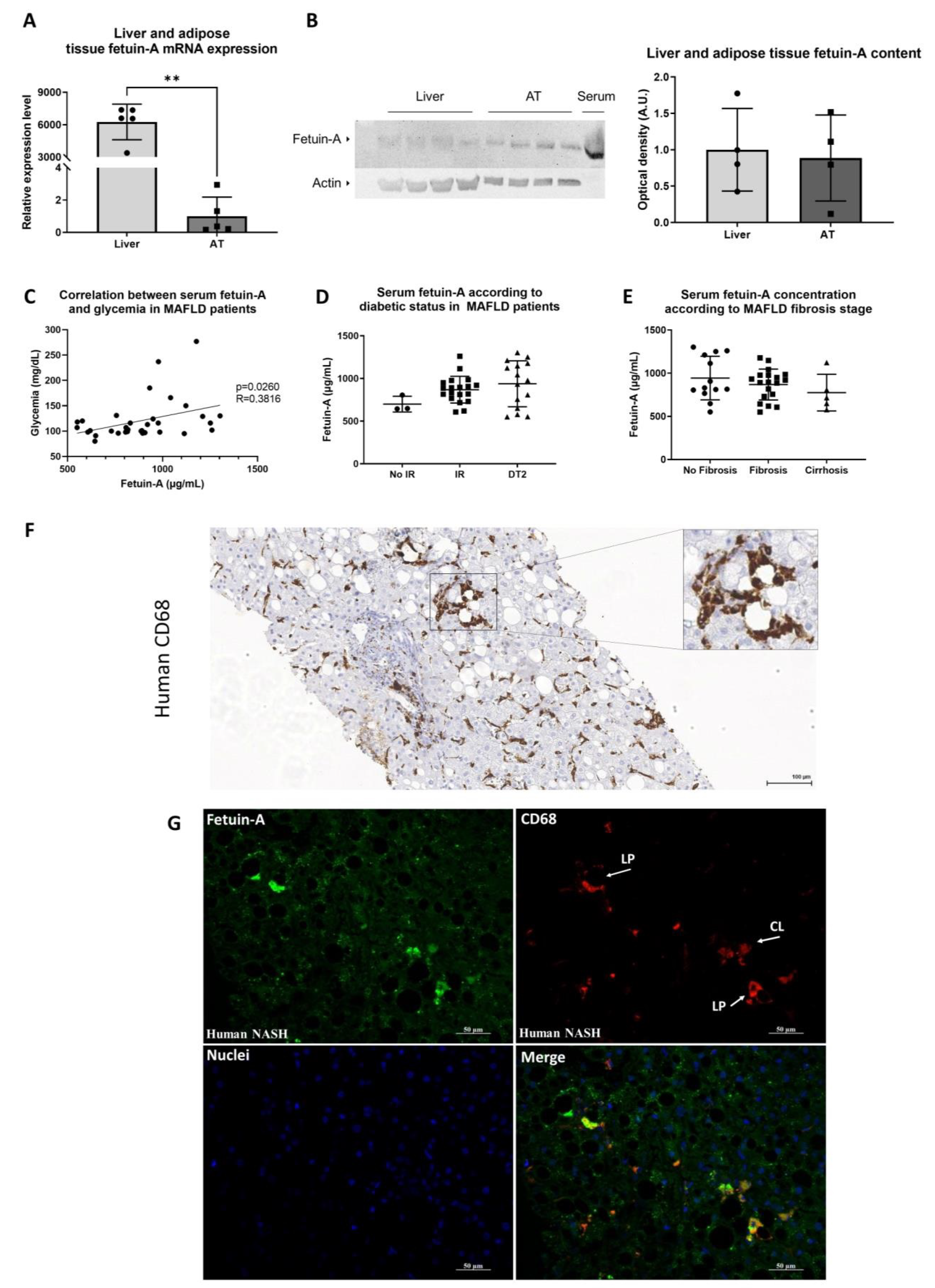 Metabolites 12 00625 g005 Metabolites 12 00625 g005