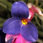 Metabolites 12 00628 i001 Metabolites 12 00628 i001