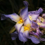 Metabolites 12 00628 i002 Metabolites 12 00628 i002