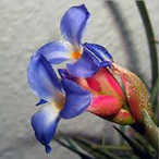 Metabolites 12 00628 i003 Metabolites 12 00628 i003